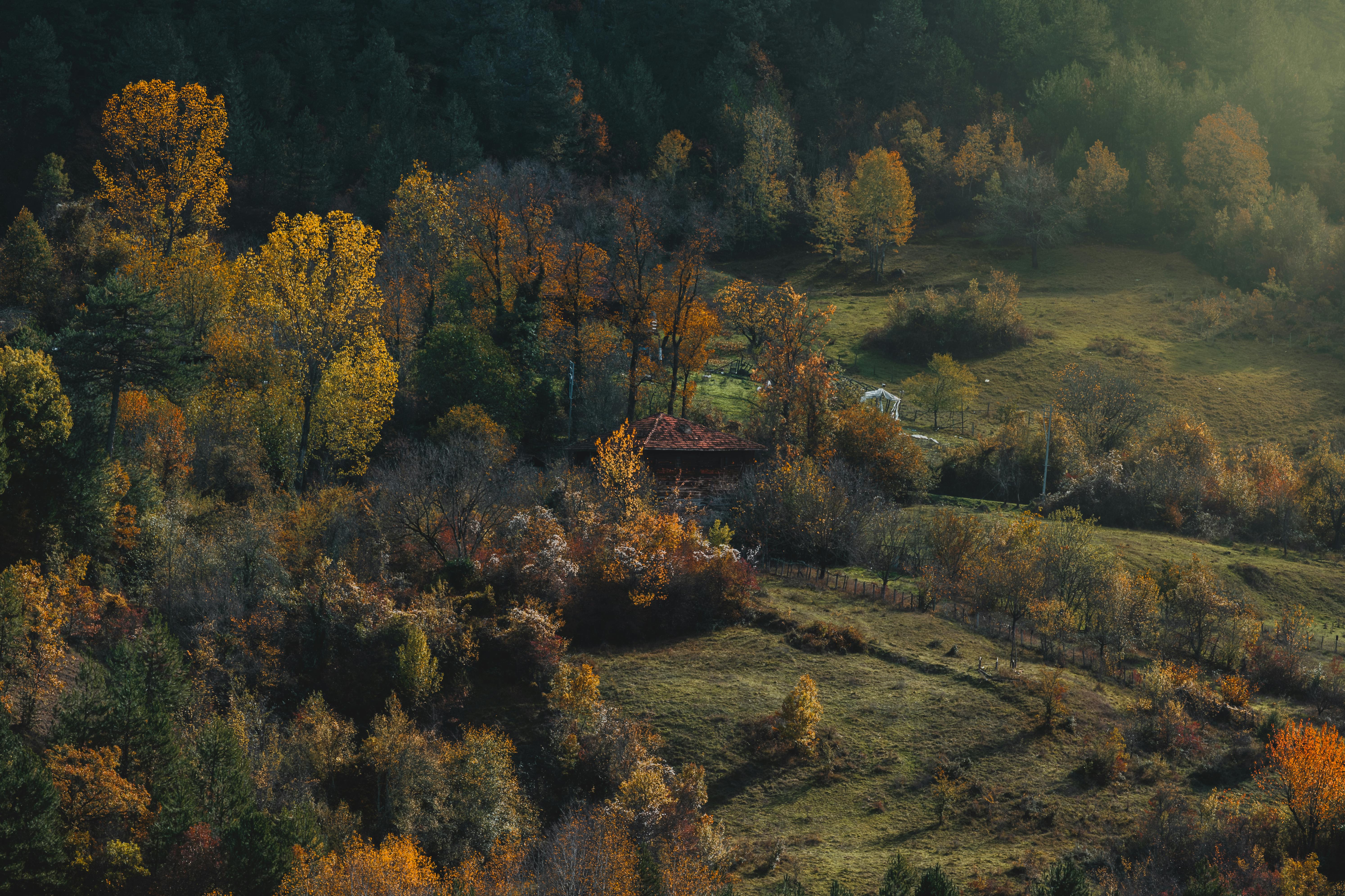 Captivating aerial view of autumn trees in Bartın, highlighting vibrant fall foliage and serene countryside beauty.
