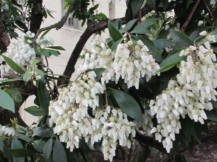 Pieris