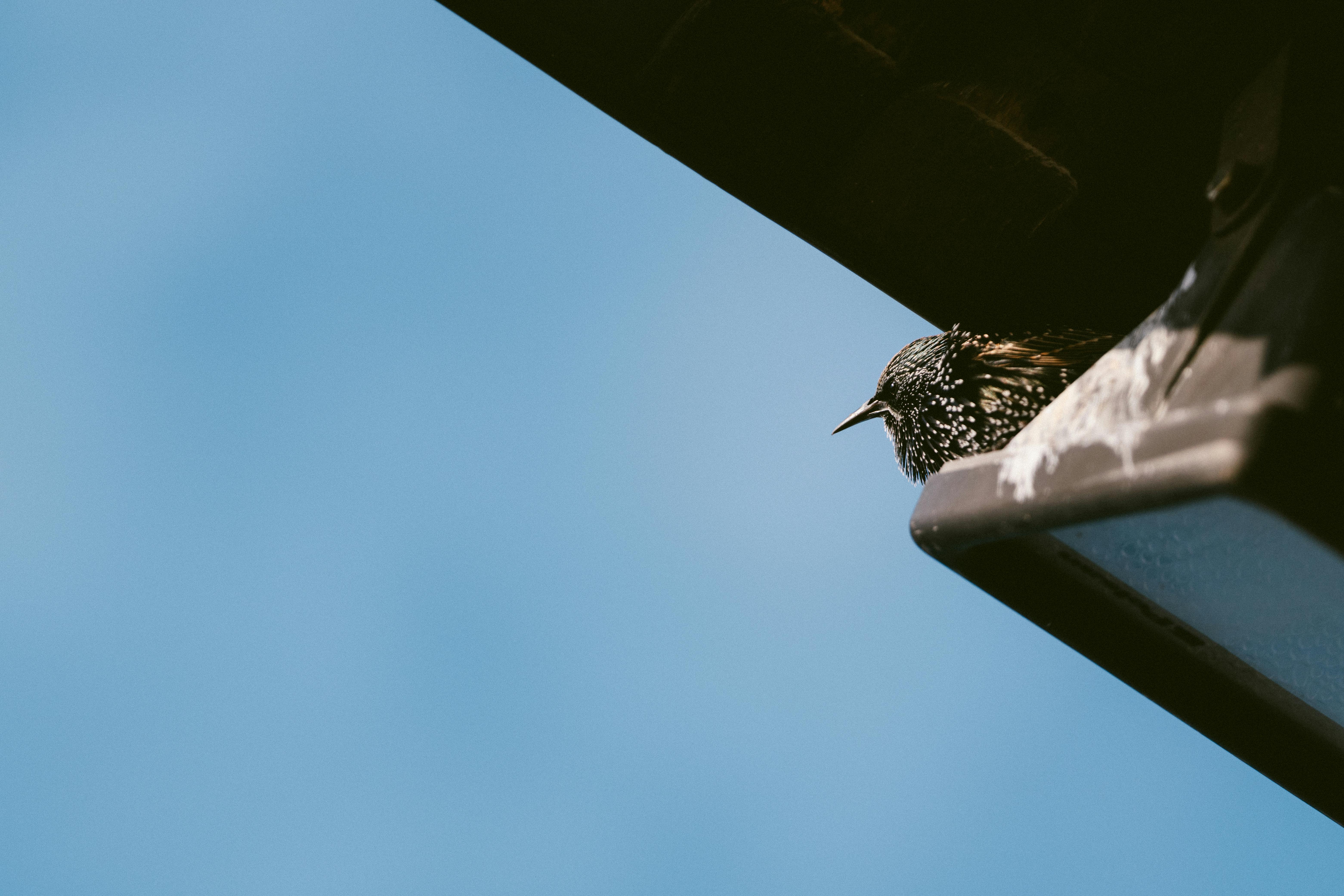 Free A European starling perches on a roof edge against a clear blue sky, captured in detail. Stock Photo