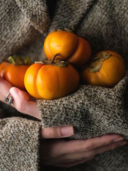 A close-up of ripe persimmons held in hands wrapped in a warm sweater, capturing the essence of fall.
