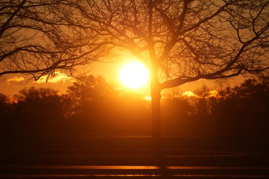 Vibrant sunset casting golden hues through a silhouette of a bare tree.