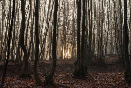 A tranquil autumn forest with mist and sunlight filtering through the bare trees at sunrise.