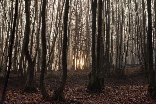 Free A tranquil autumn forest with mist and sunlight filtering through the bare trees at sunrise. Stock Photo