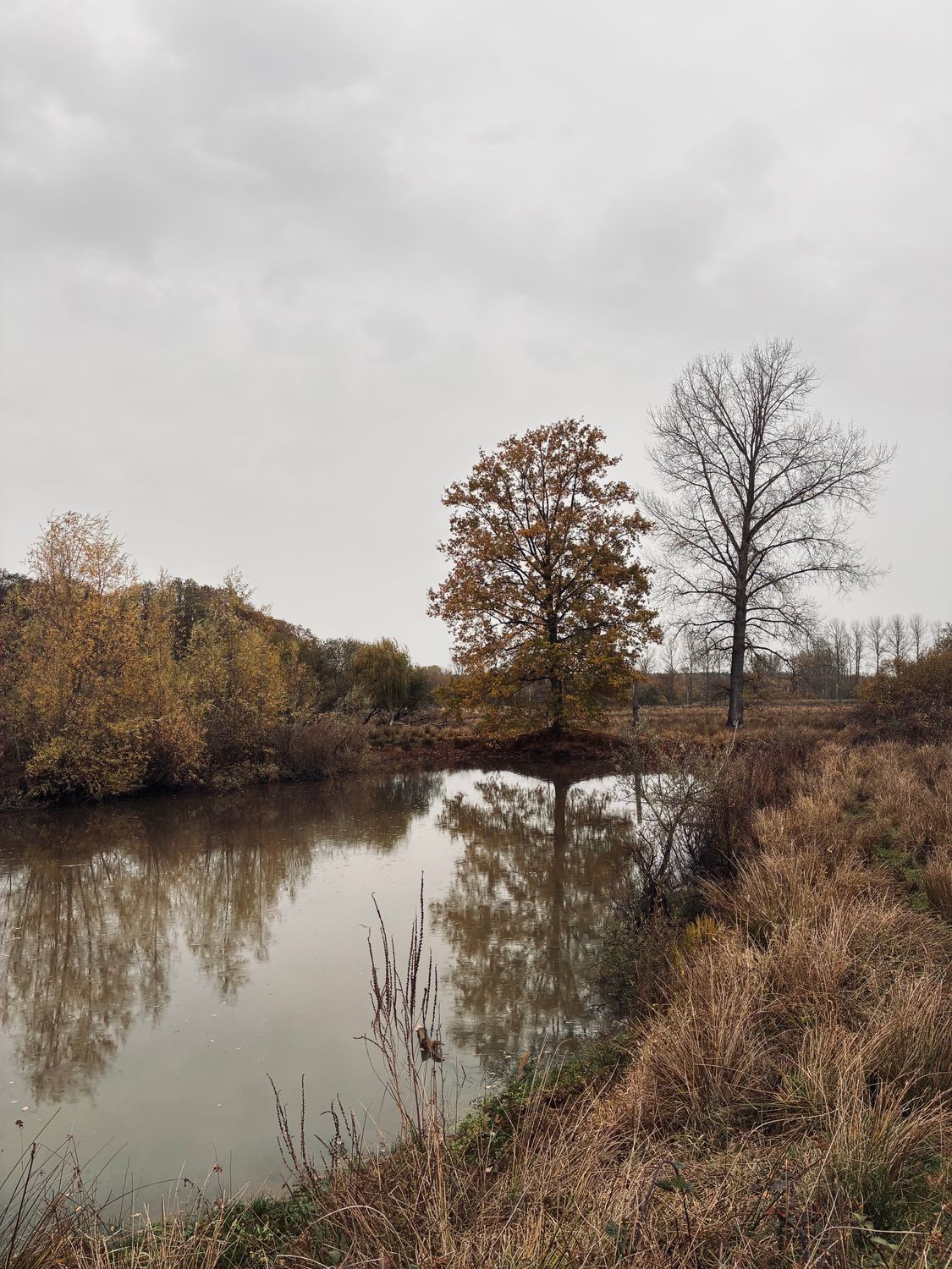 Serene Autumn Landscape with Reflective Pond · Free Stock Photo