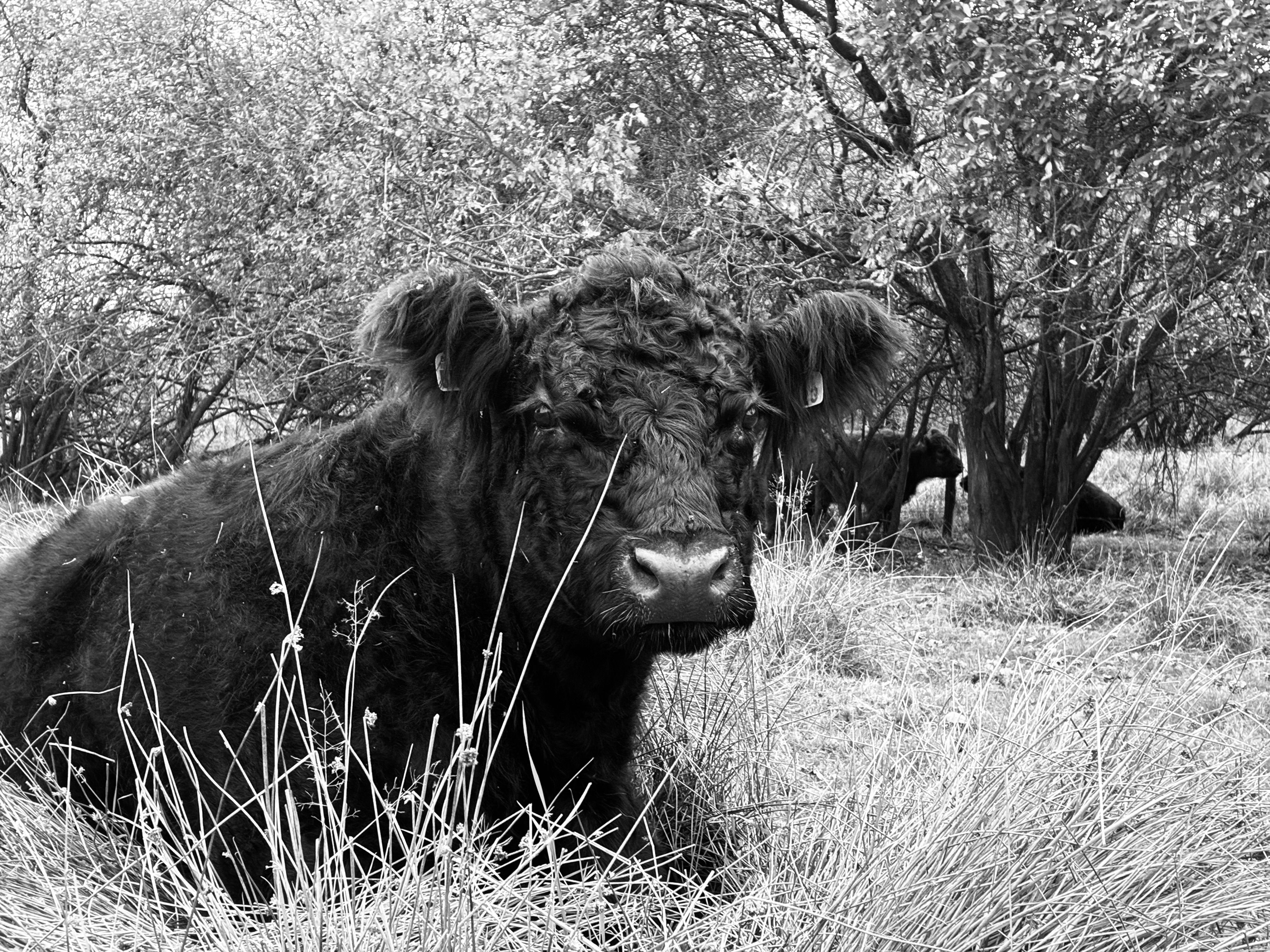 Cow+Chices Photos, Download The BEST Free Cow+Chices Stock Photos & HD ...