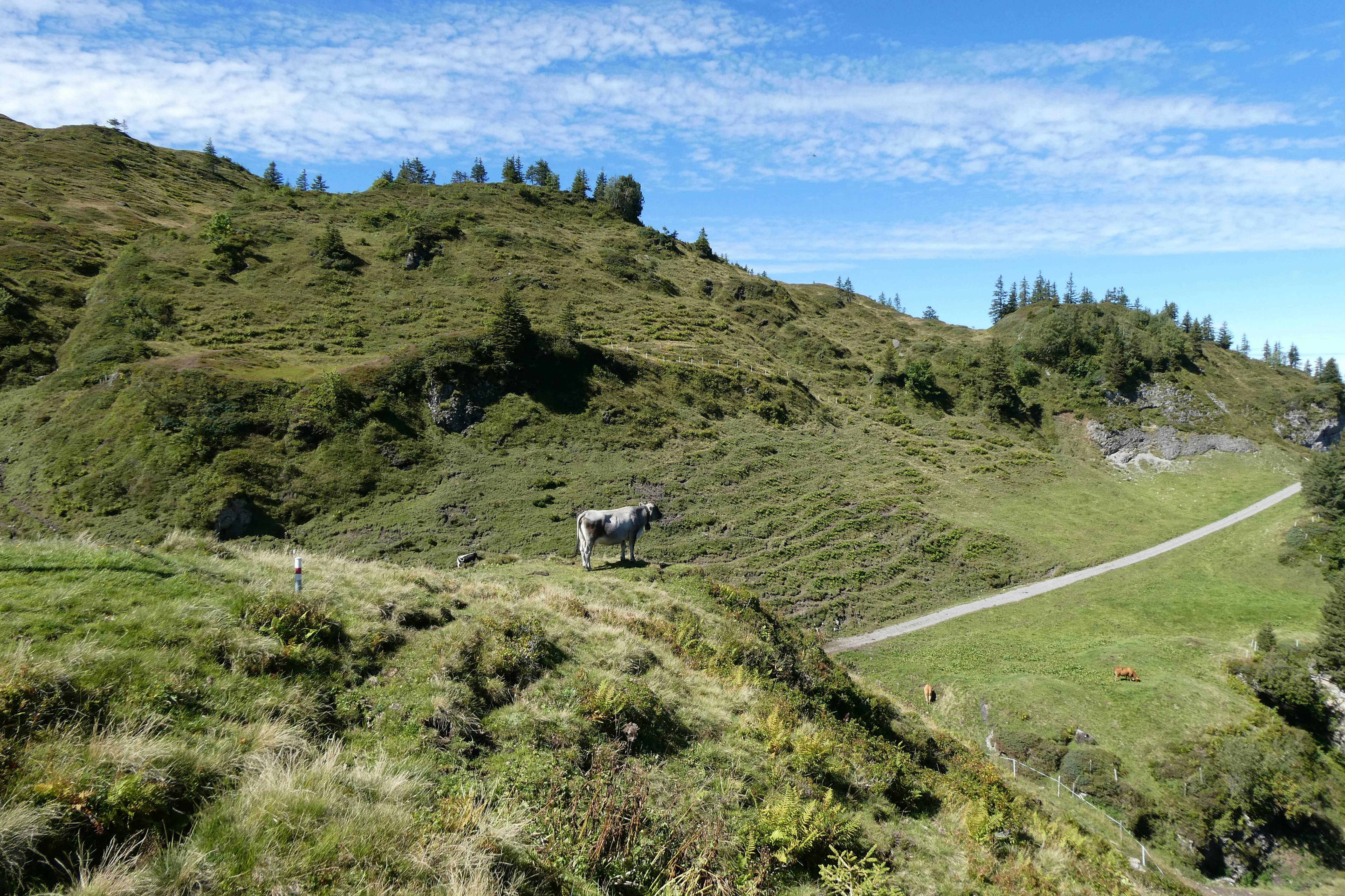 Scenic mountain landscape with cows grazing on a lush green hillside under a blue sky.