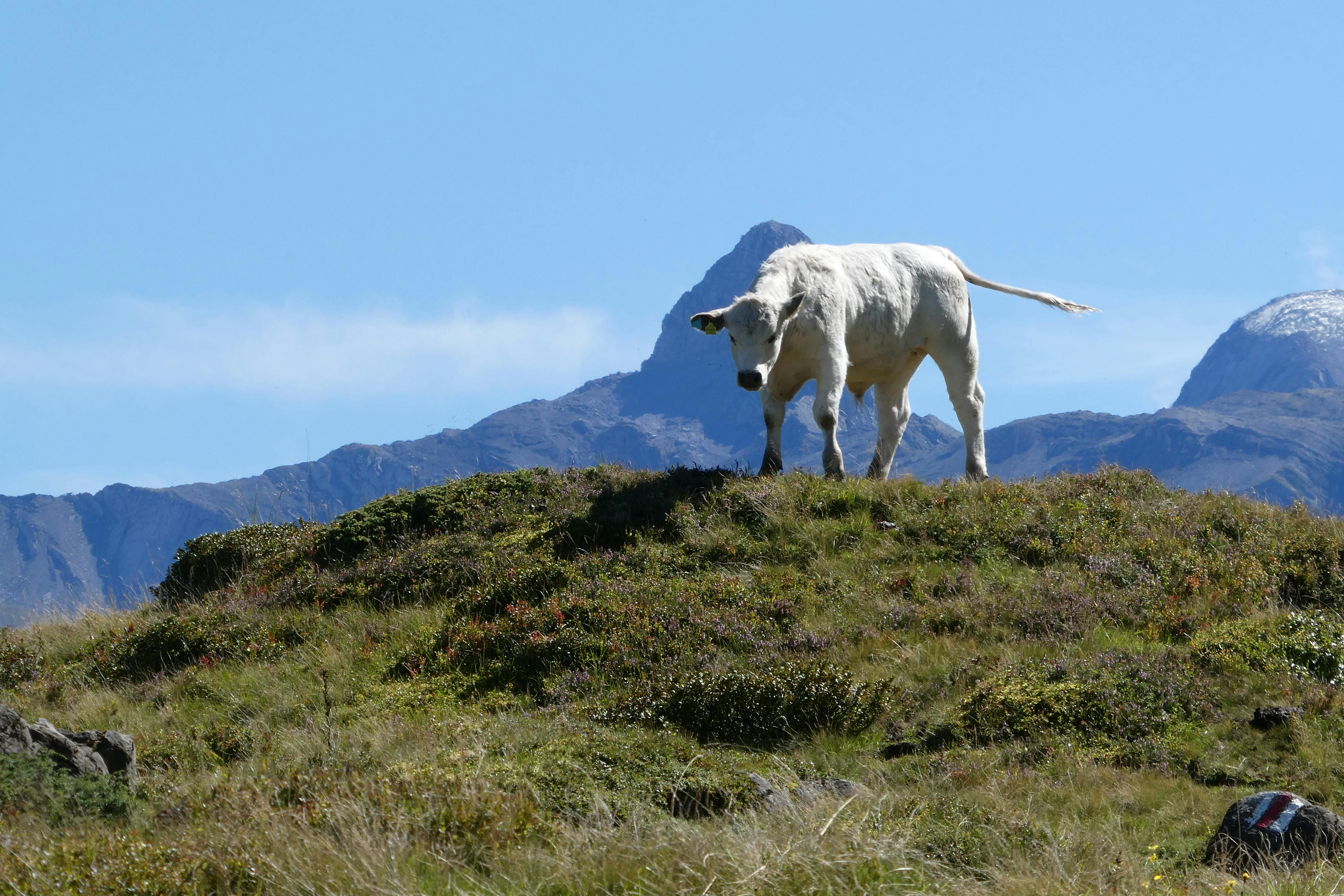 Весільна фотосесія в Карпатах