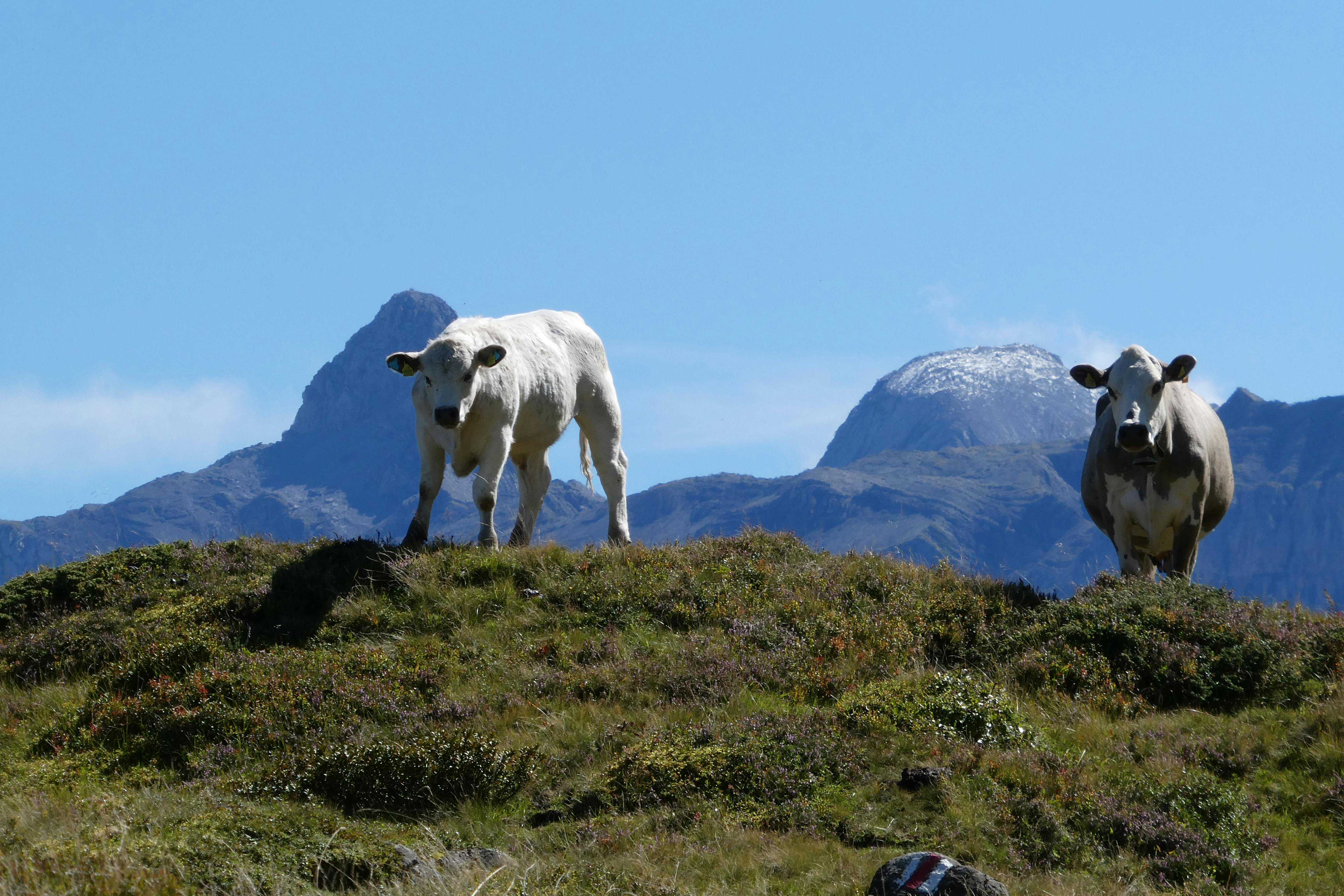 峨眉十二寮休閒農業區慢漫生活節 開啟自然美景與悠閒體驗