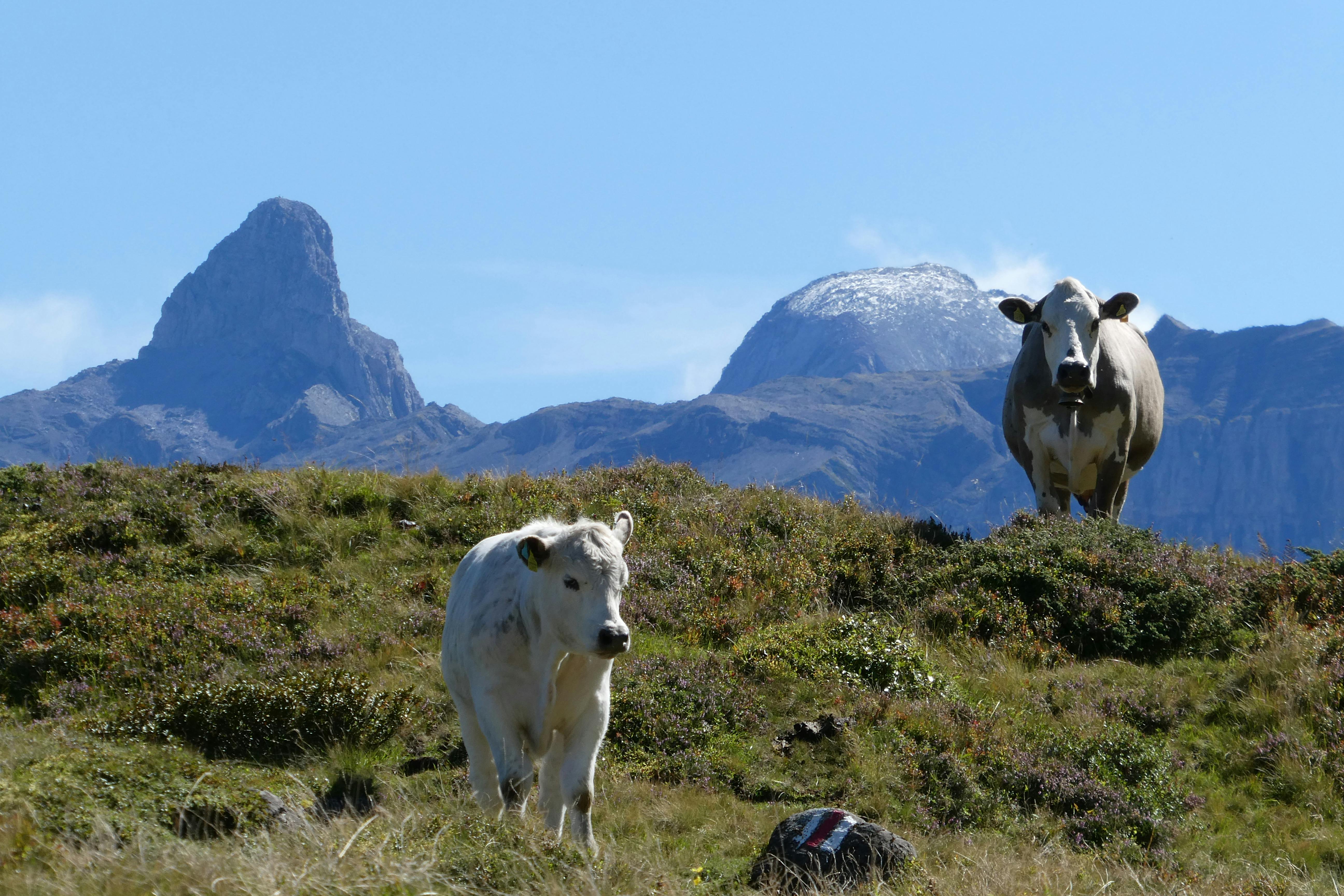 Mini Moo's LLC - Mini Cows, Miniature Highland Cow, Mini Cows for ...