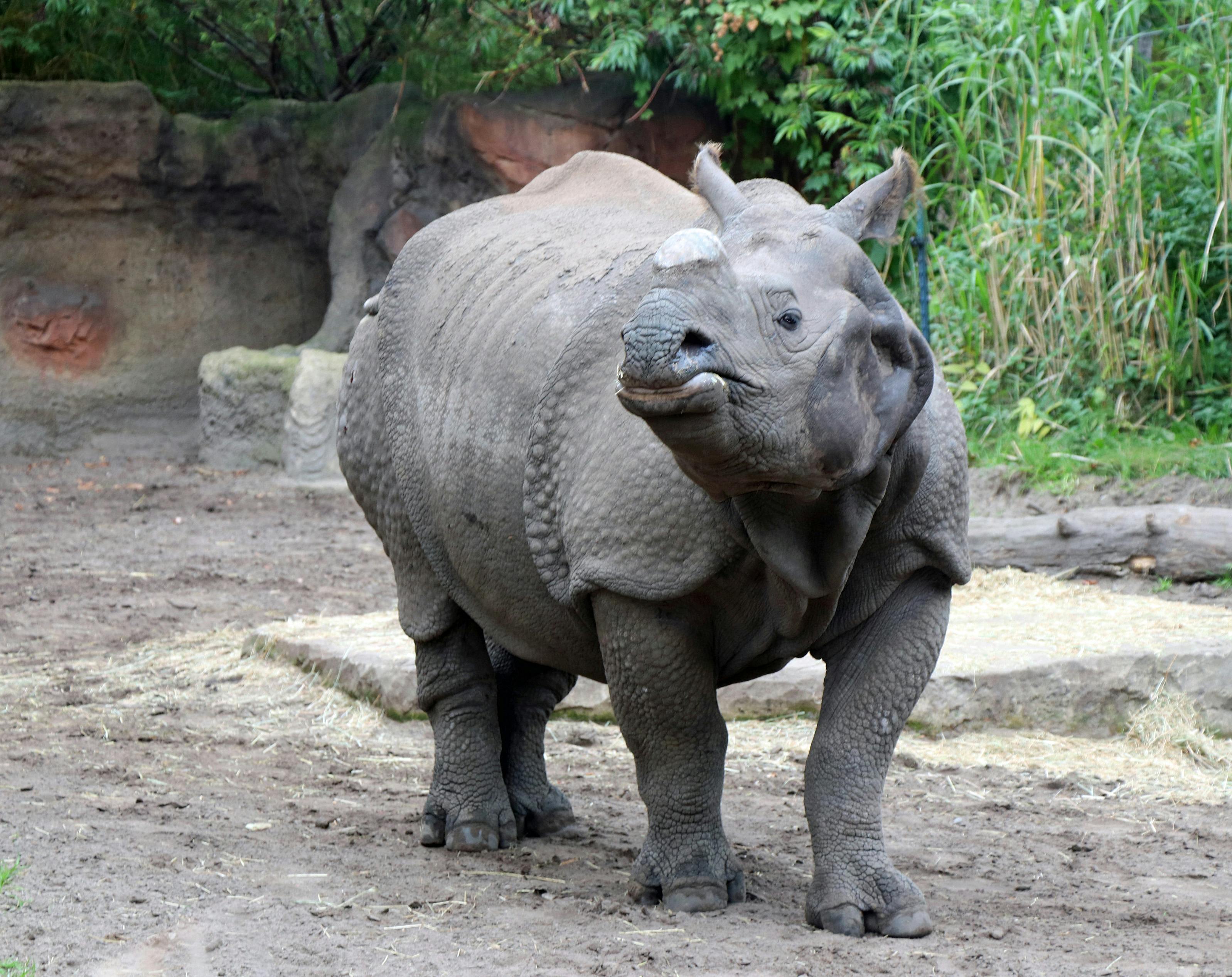 Gratuit Un rhinocéros indien au zoo de Berlin, arborant sa corne unique caractéristique. Photos