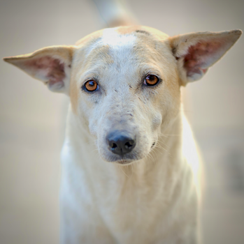 Heartfelt close-up of an Indian street dog in Kolkata, capturing its soulful eyes and streetwise charm.
