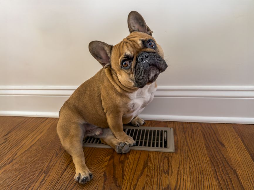 infographic showing how pet hair and dander circulate through an HVAC system and clog the air filter infographic showing how pet hair and dander circulate through an HVAC system and clog the air filter