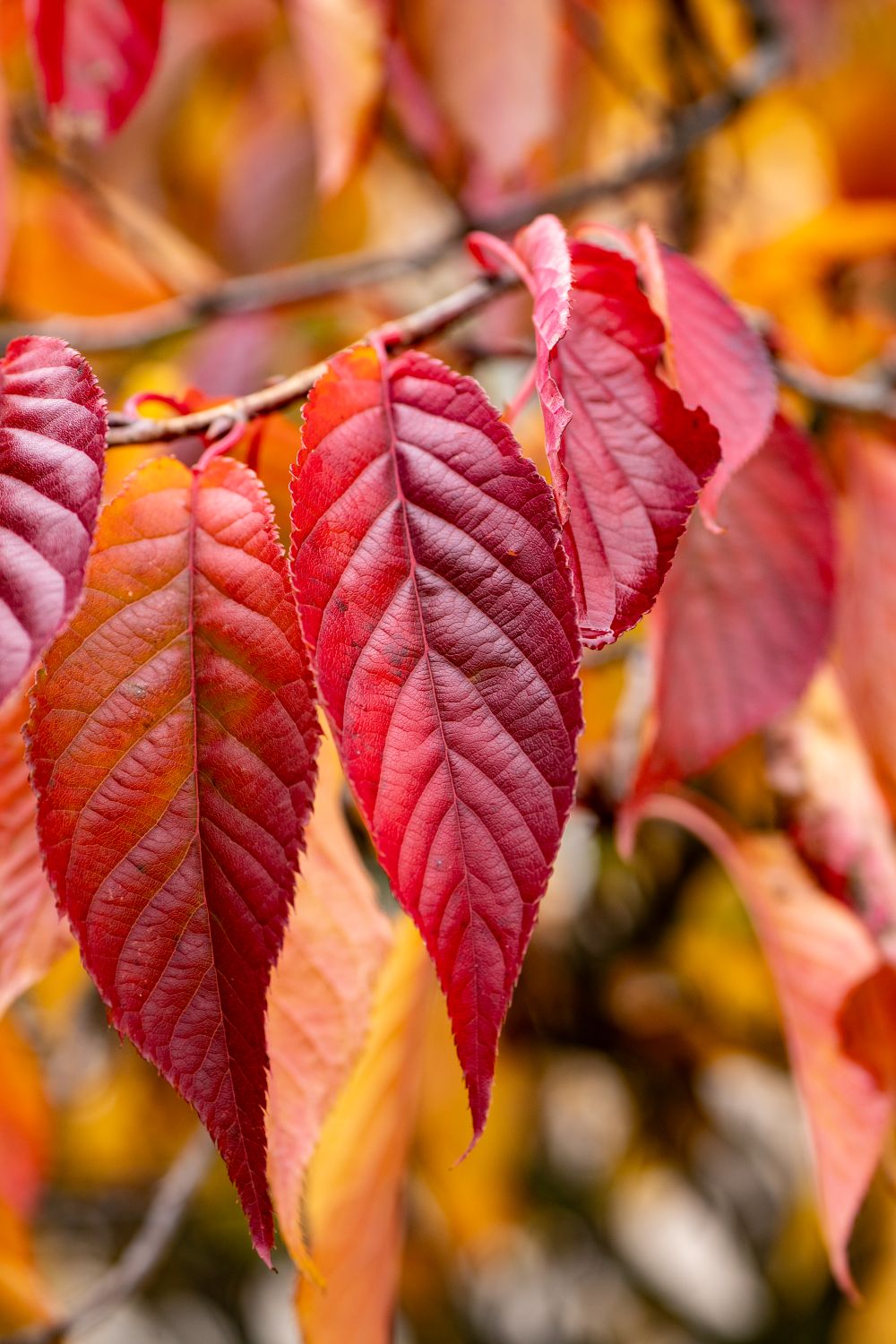 Vibrant Red Autumn Leaves Close Up Free Stock Photo Vibrant Red Autumn Leaves Close Up Free Stock Photo