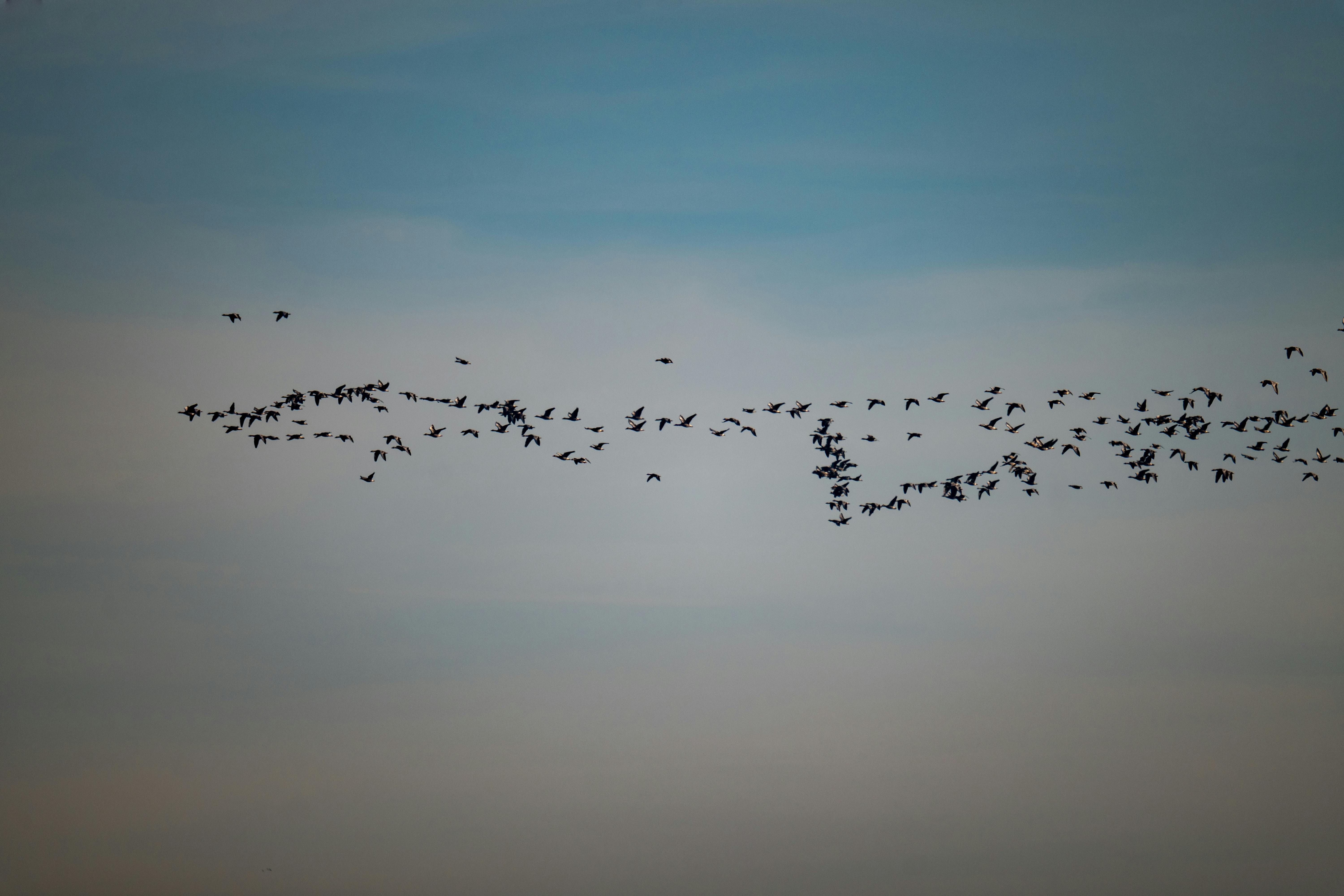 非洲移民返鄉困境 國際移民組織未妥善安置成「人球」