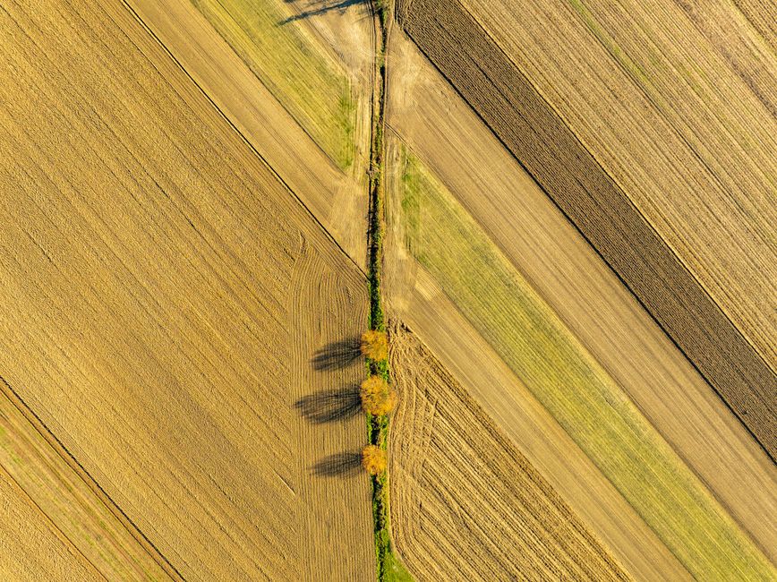 Agricultura de Precisão: Vista aérea de campos agrícolas, otimizando produtividade com tecnologia.