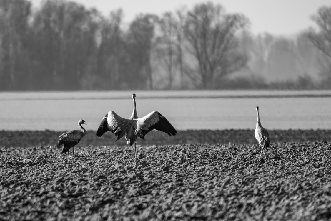 Cranes in Black and White Rural Landscape · Free Stock Photo