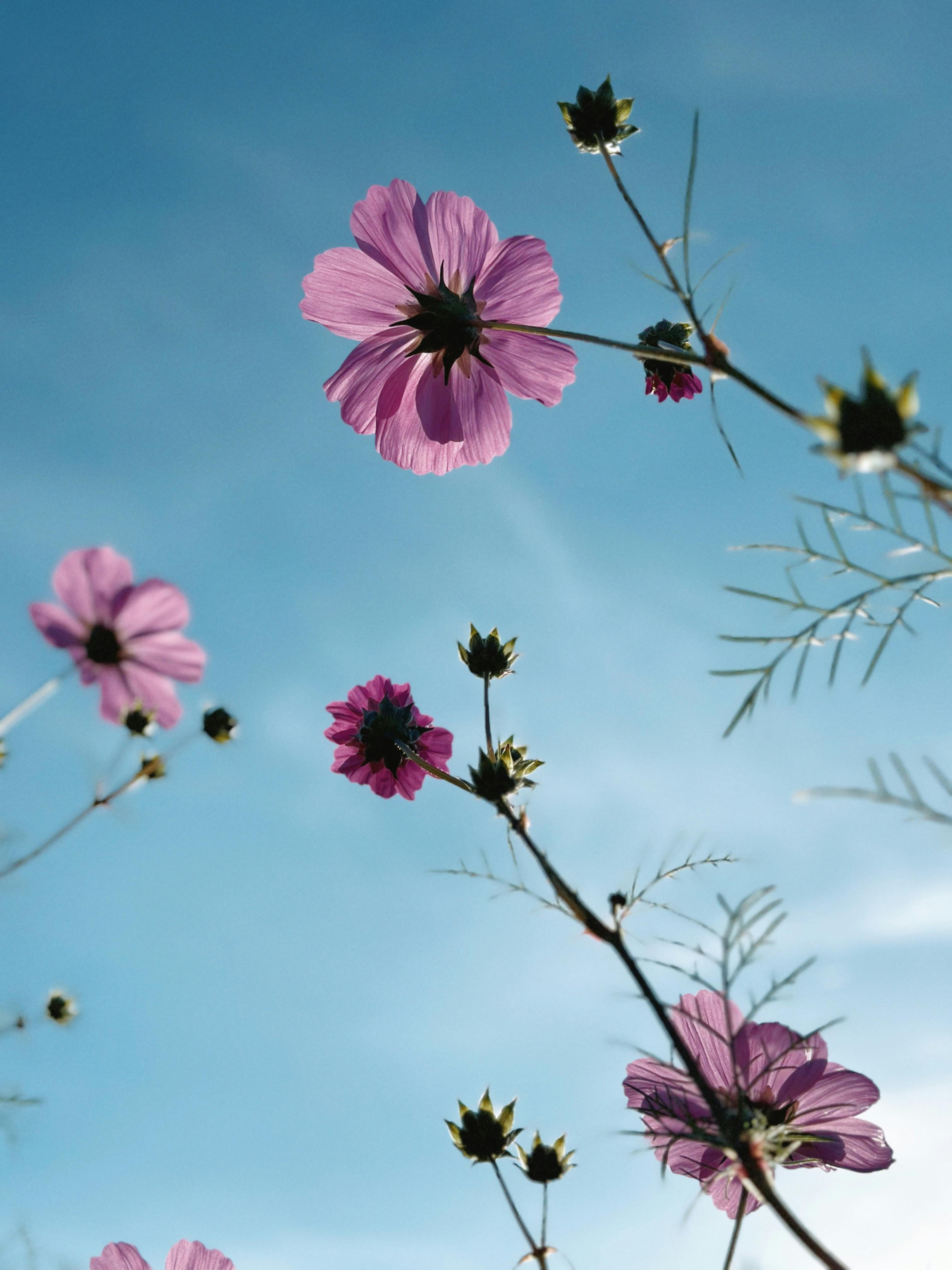 トップス BLUR PINK FLOWERS SEE-THROUGH TOPS Sister Jane Filly - Blush Pink Blouse - Sheer Lace Blouse - Top