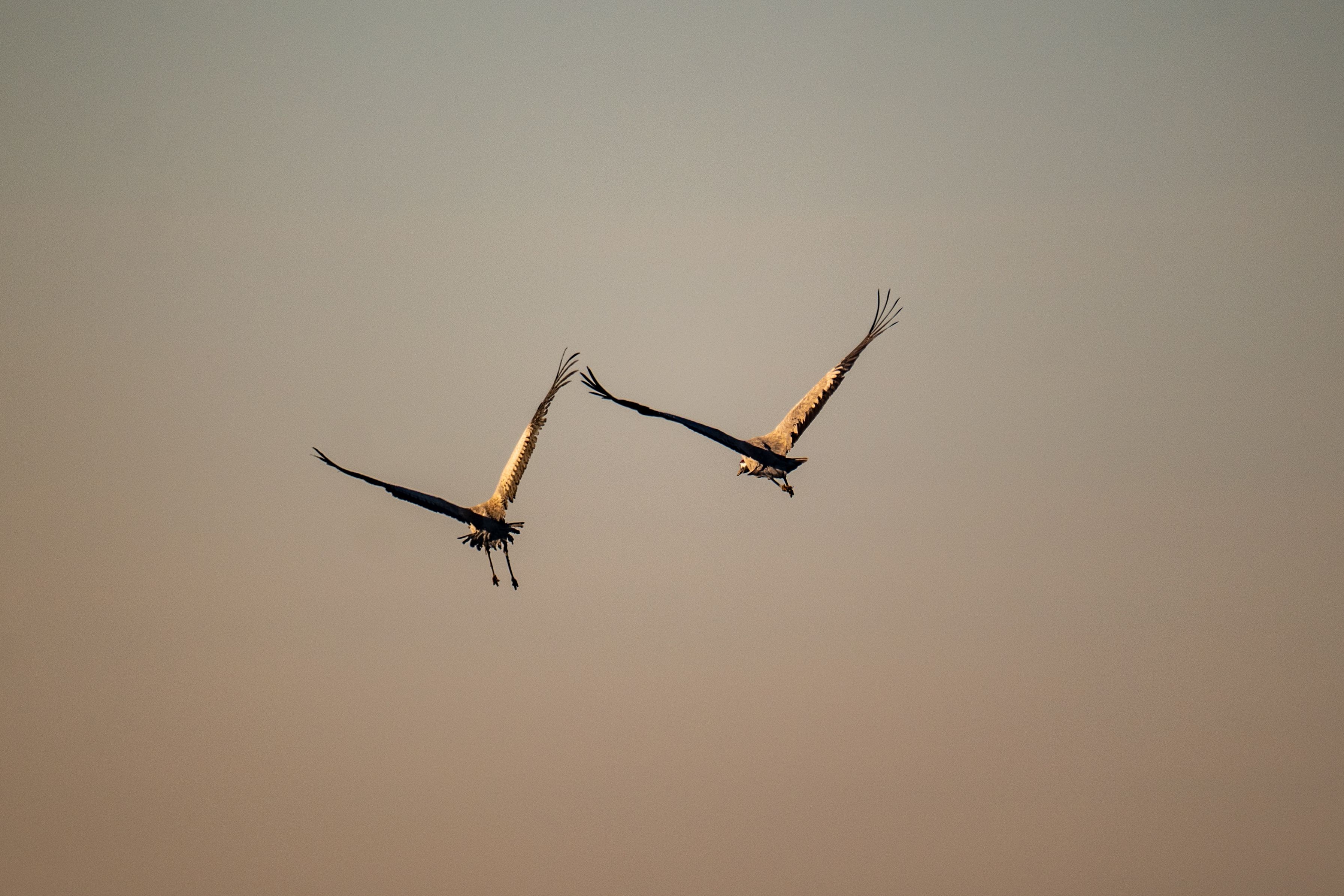 Linyanti Marshes Birding Routes: Cranes And Raptors By Flood Level