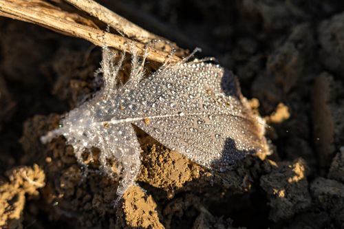 Free A leaf covered in dew drops rests on the soil, captured in Garešnica, Croatia. Stock Photo