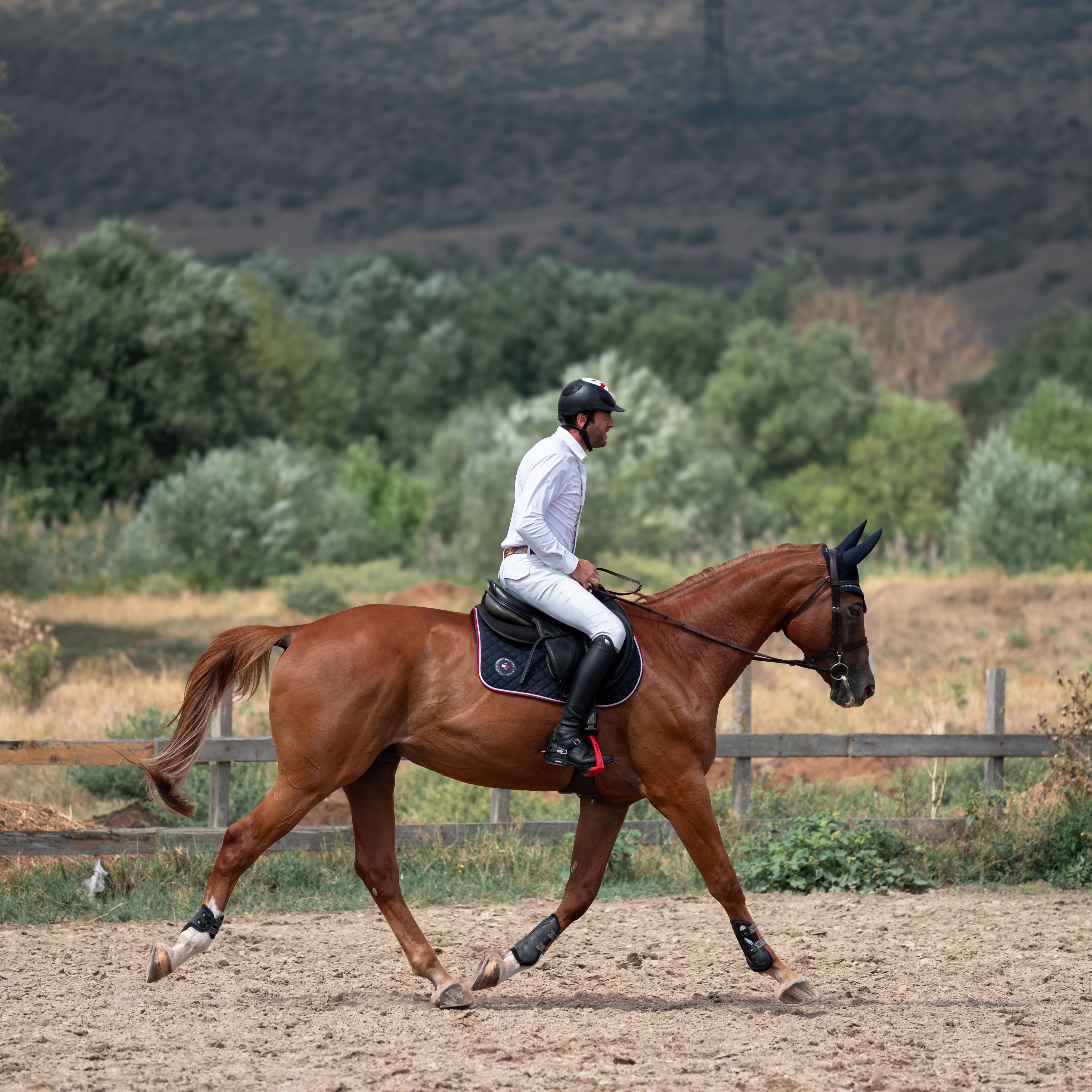 Dressage Ponhub Photos Download The BEST Free Dressage Ponhub Stock 