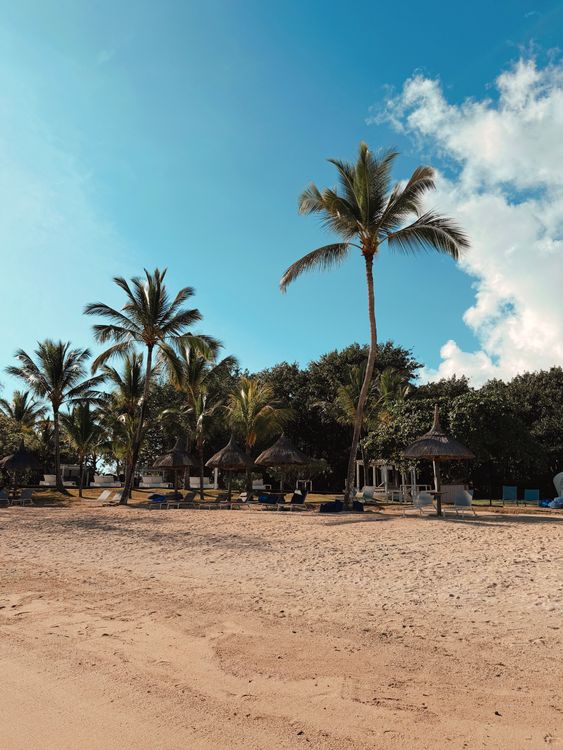 Tropical Beach with Palm Trees on Sunny Day · Free Stock Photo