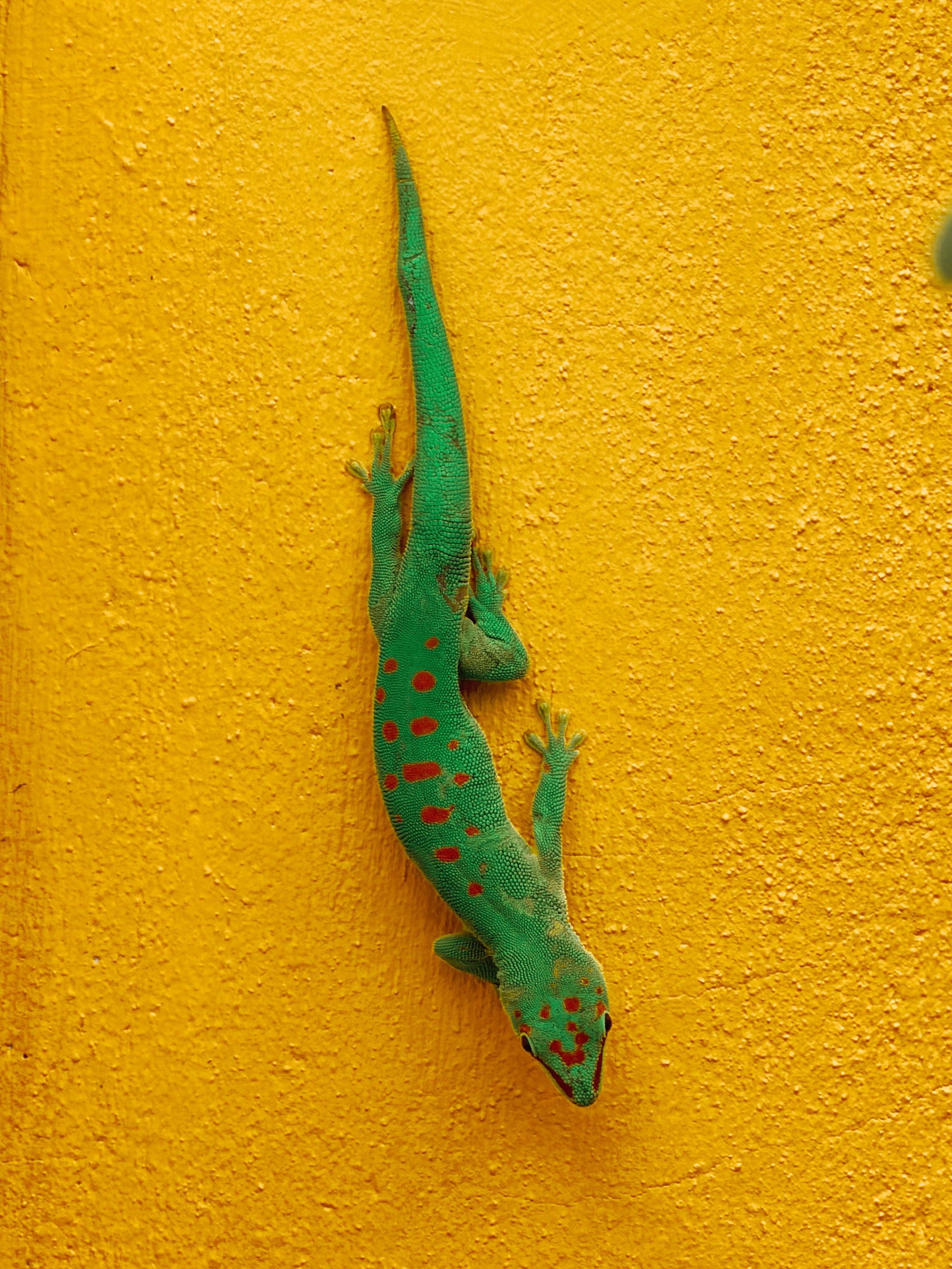 Vibrant Day Gecko on Yellow Wall · Free Stock Photo