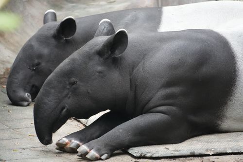 Free A pair of Malayan tapirs lying down, showcasing their distinctive black and white markings. Stock Photo