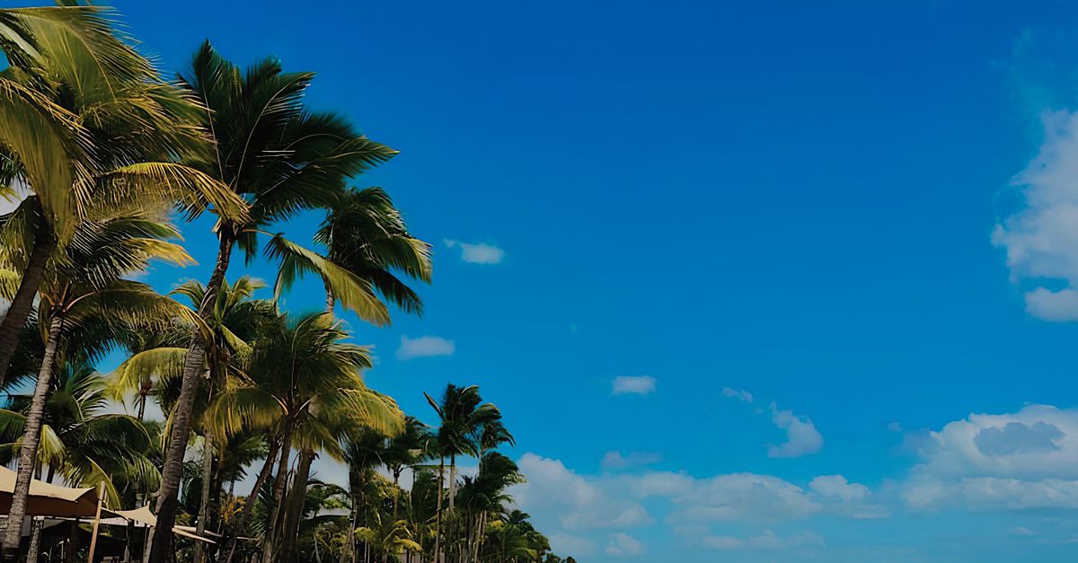 Stunning tropical beach with palm trees and blue skies, ideal for travel themes.