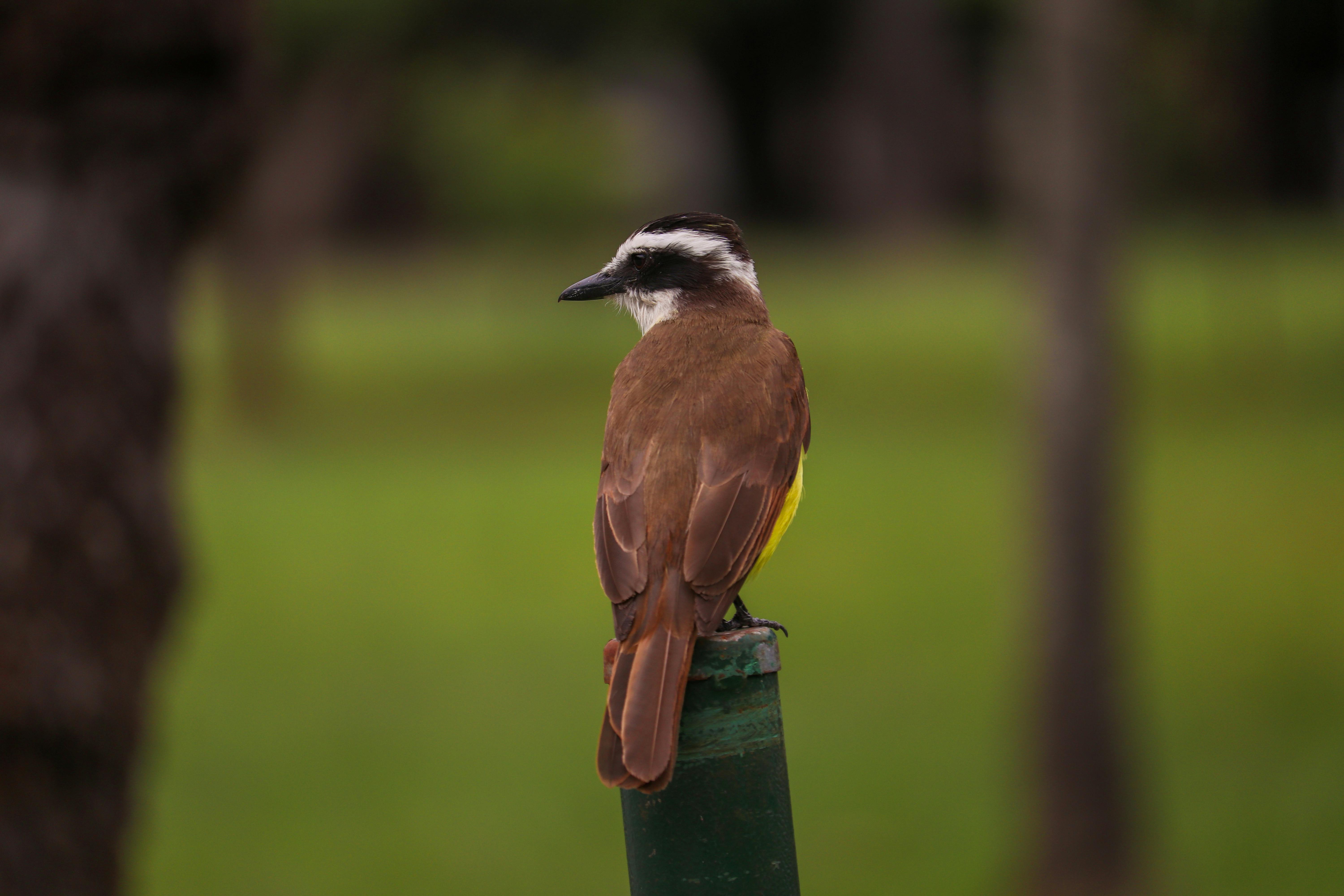 Supernatural Safari: Exploring the Untamed Wilderness for Mythical Beings in Latin America