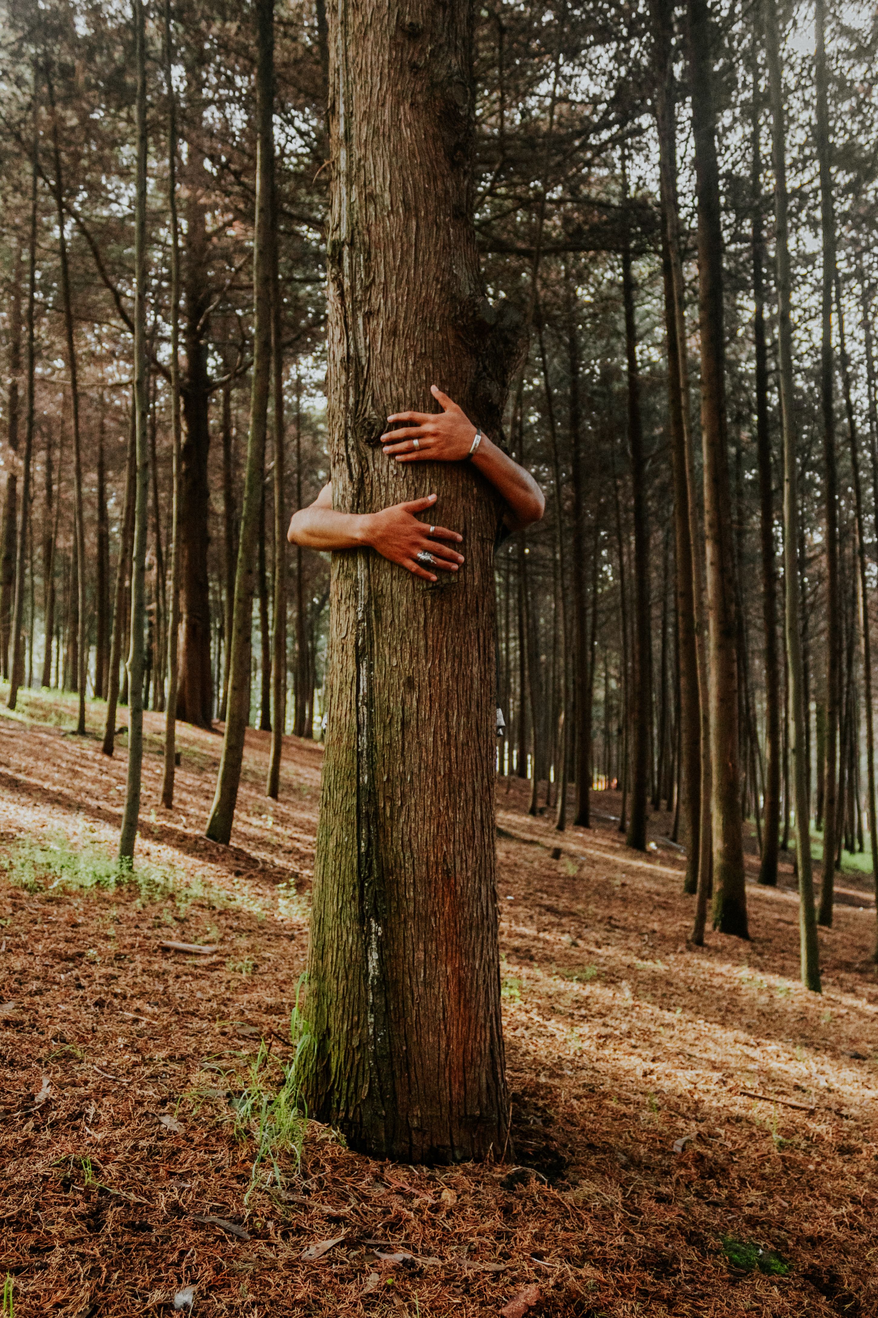 Person Hugging Brown Tree · Free Stock Photo