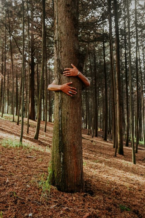 Free Hands hugging a tree in a serene forest, symbolizing nature connection. Stock Photo