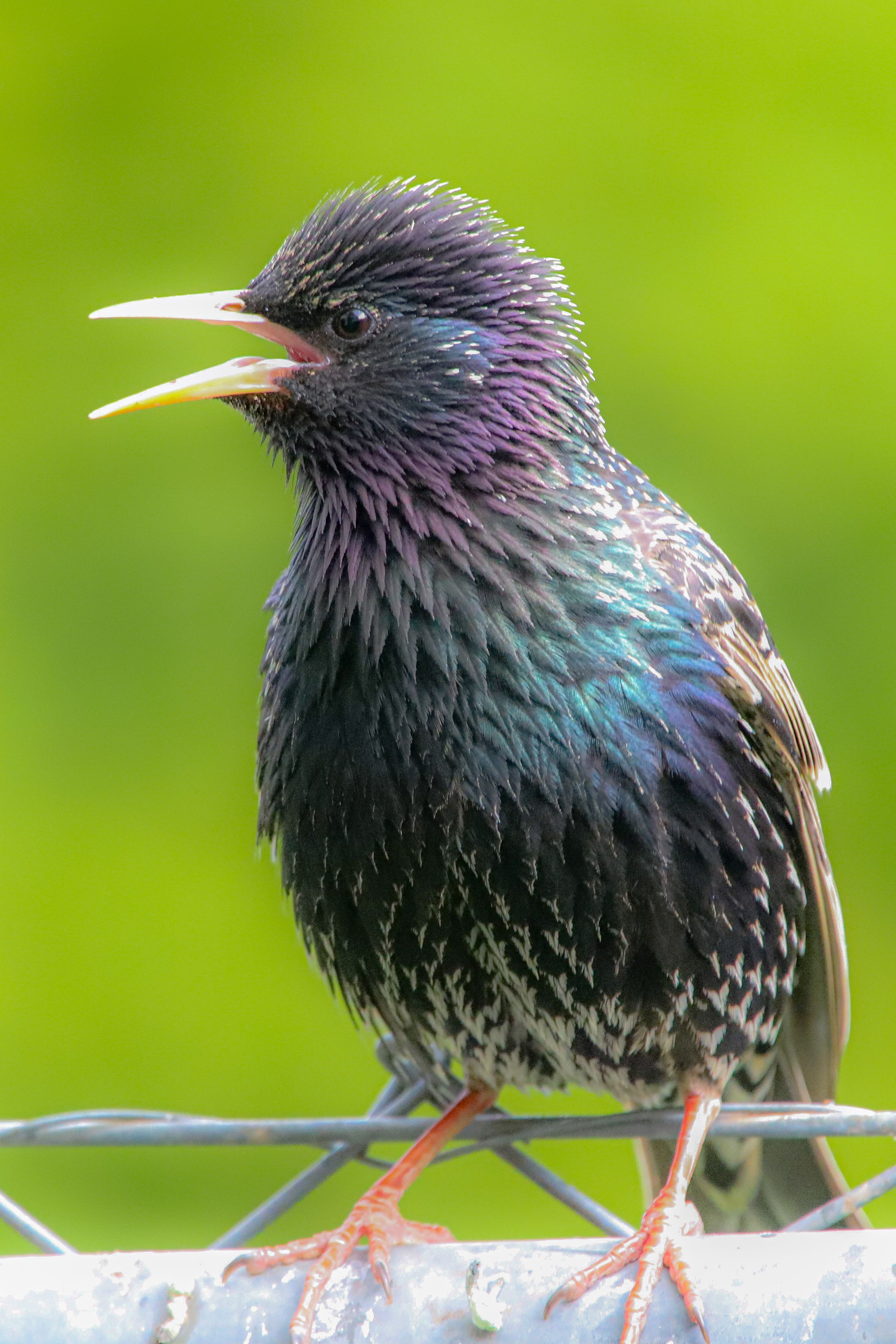 Close-up of a European Starling on a Fence · Free Stock Photo