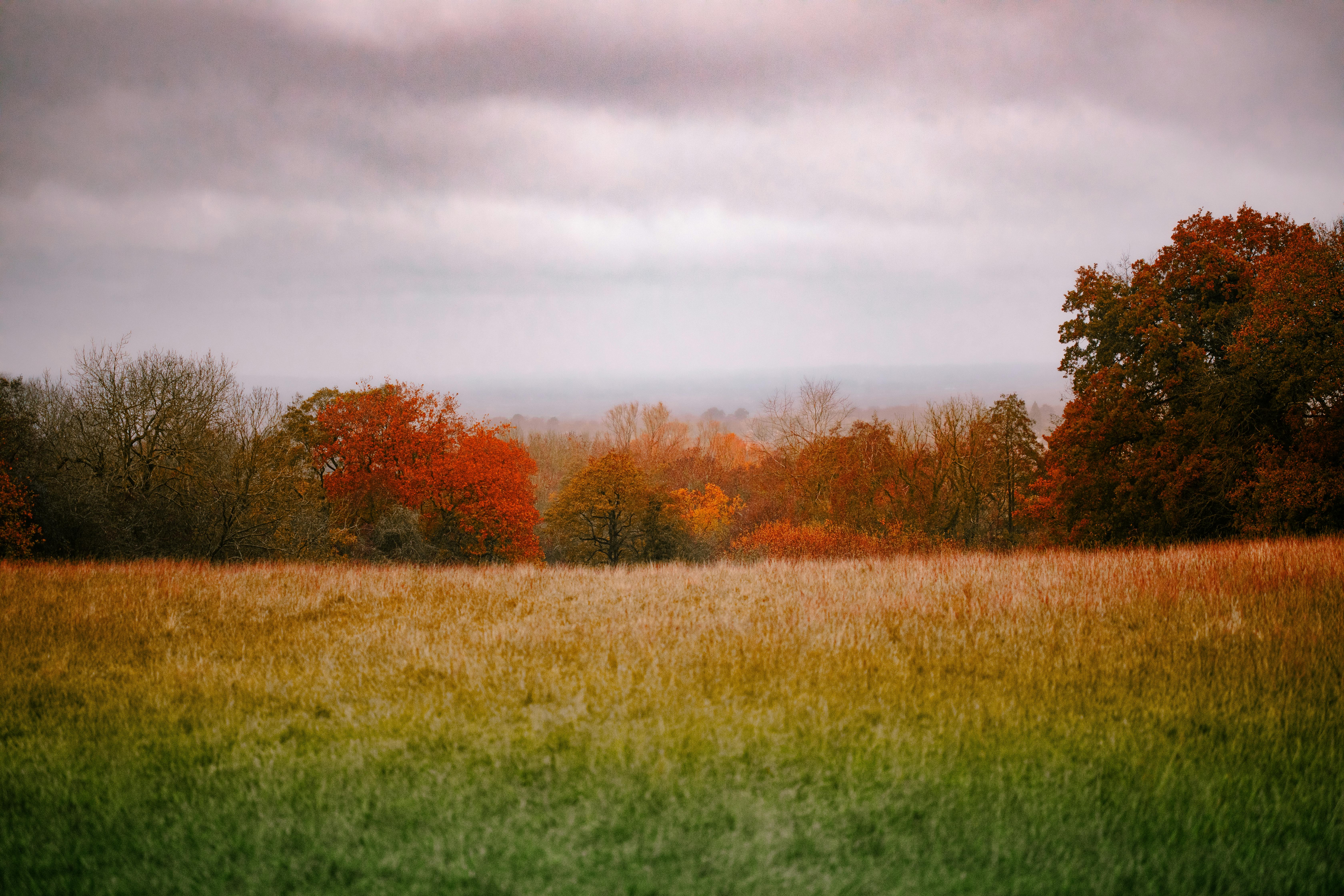 Foto profissional gratuita de ao ar livre, área, árvores vermelhas ...