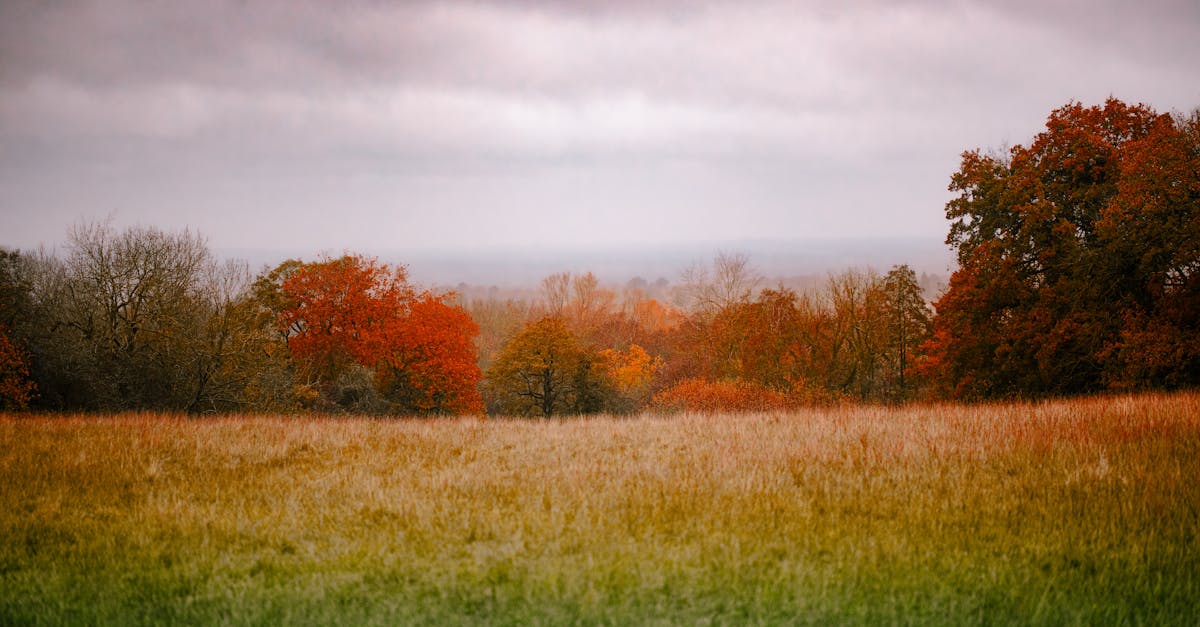 Foto profissional gratuita de ao ar livre, área, árvores vermelhas ...