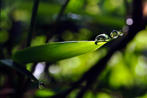 Free stock photo of morning dew