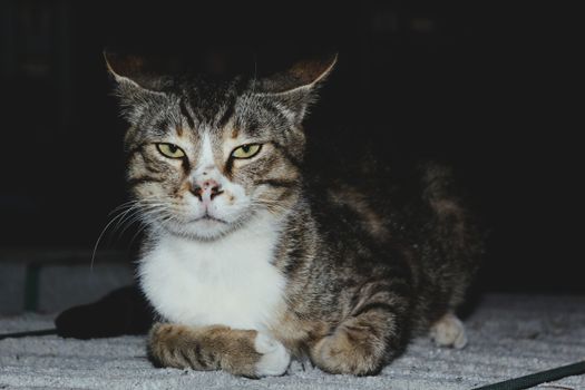 A striking tabby cat rests indoors with a moody and relaxed expression captured in black and white tones.