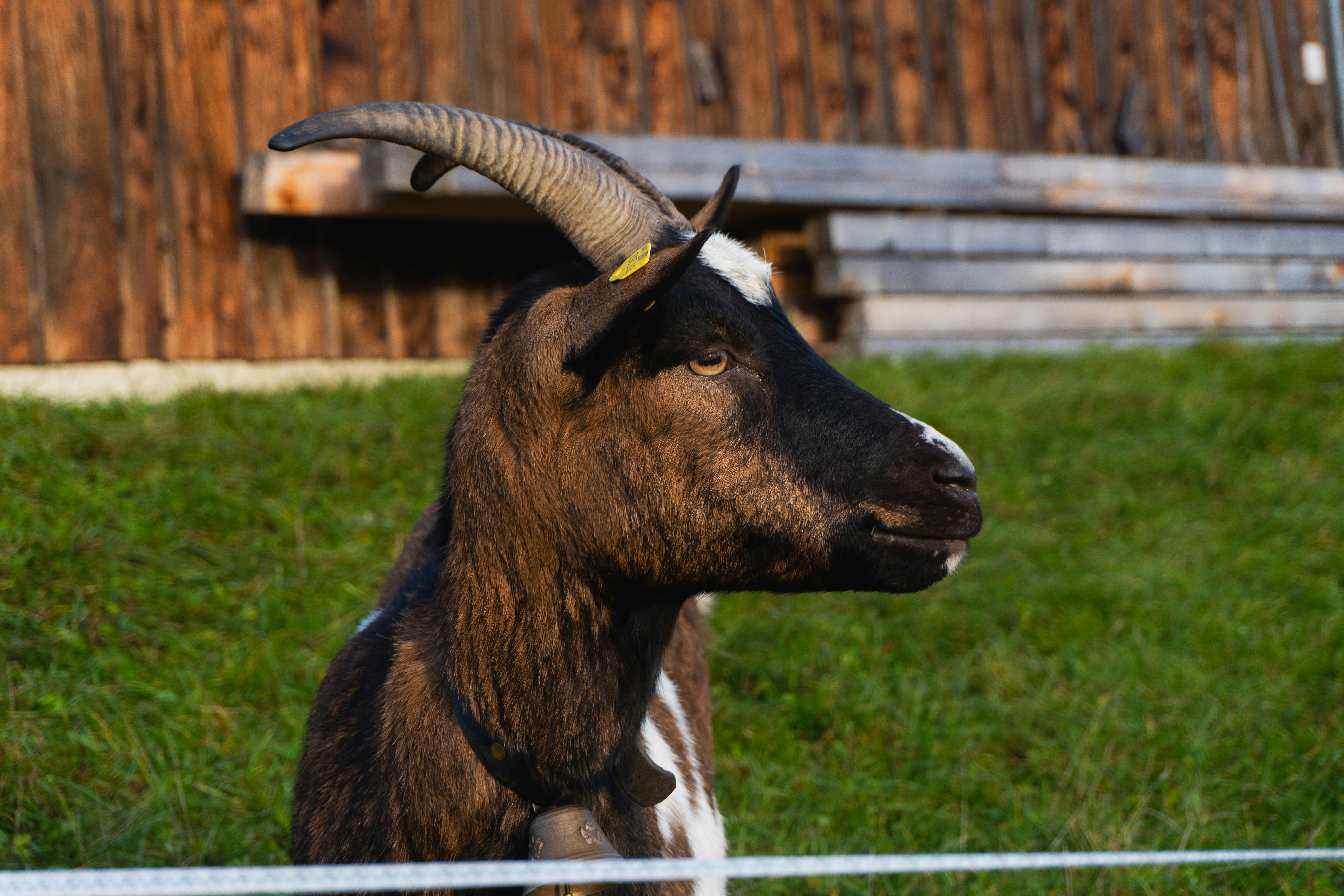 Gratuit Une chèvre brune et blanche dans un cadre champêtre, près d'une grange en bois. Photos