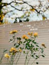 Yellow Roses Against Wooden Fence in Sunny Garden