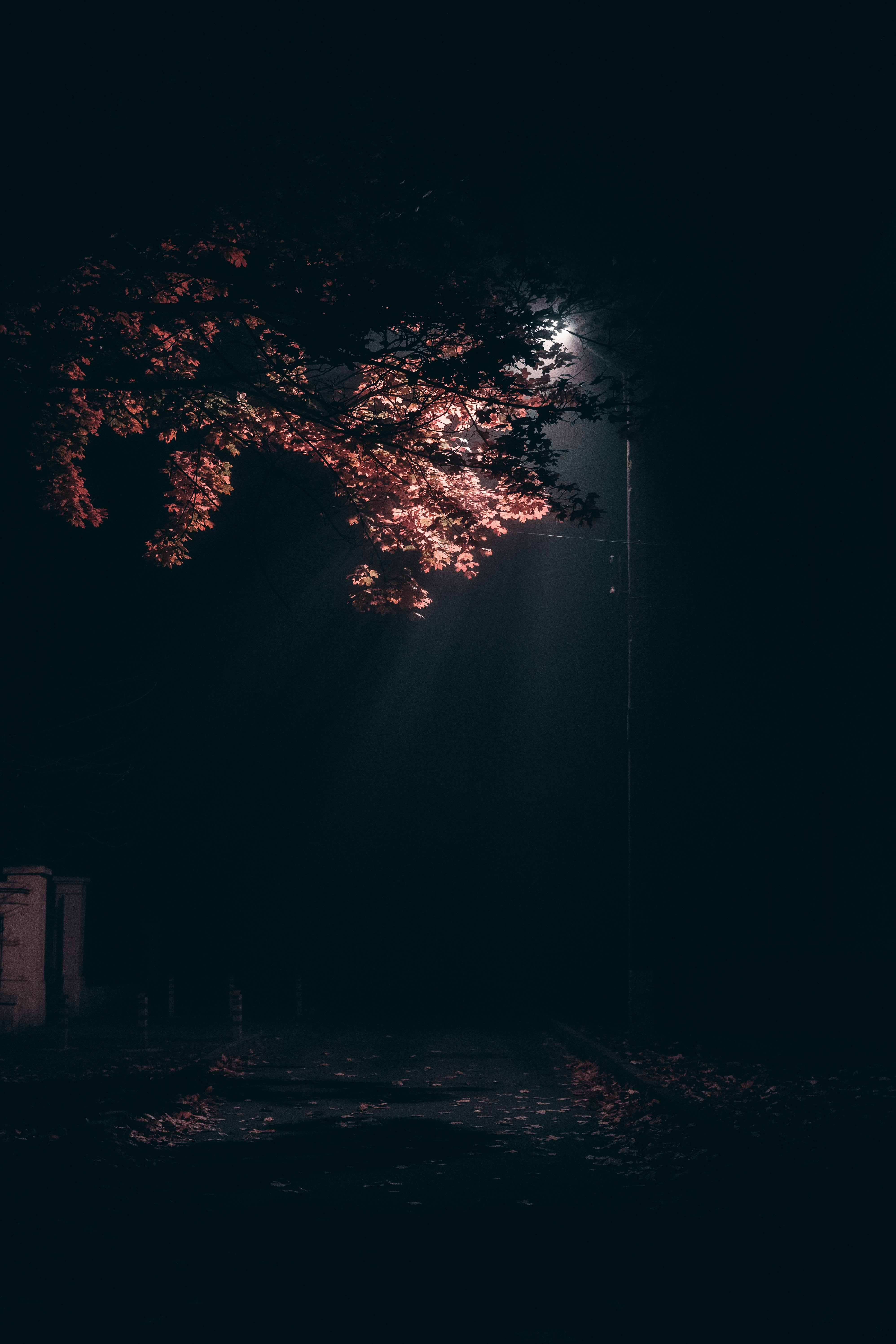 Street Light Shining on Dark Forest Road