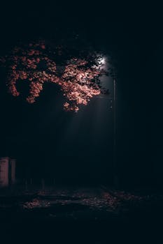 路灯照亮秋叶，为夜色增添了一抹喜怒无常的宁静