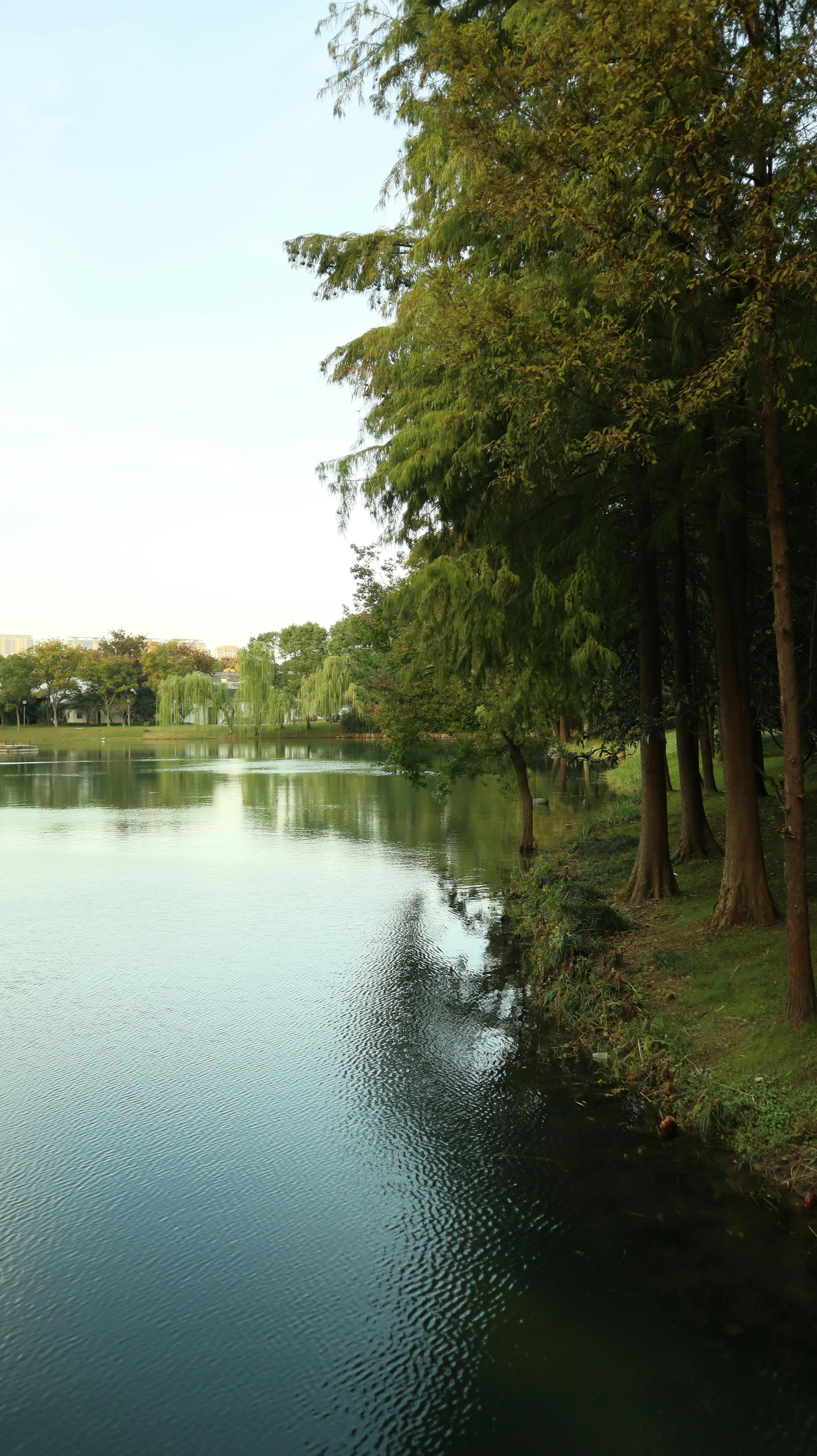 Serene view of a calm lake with lush trees along the shoreline, ideal for nature lovers.