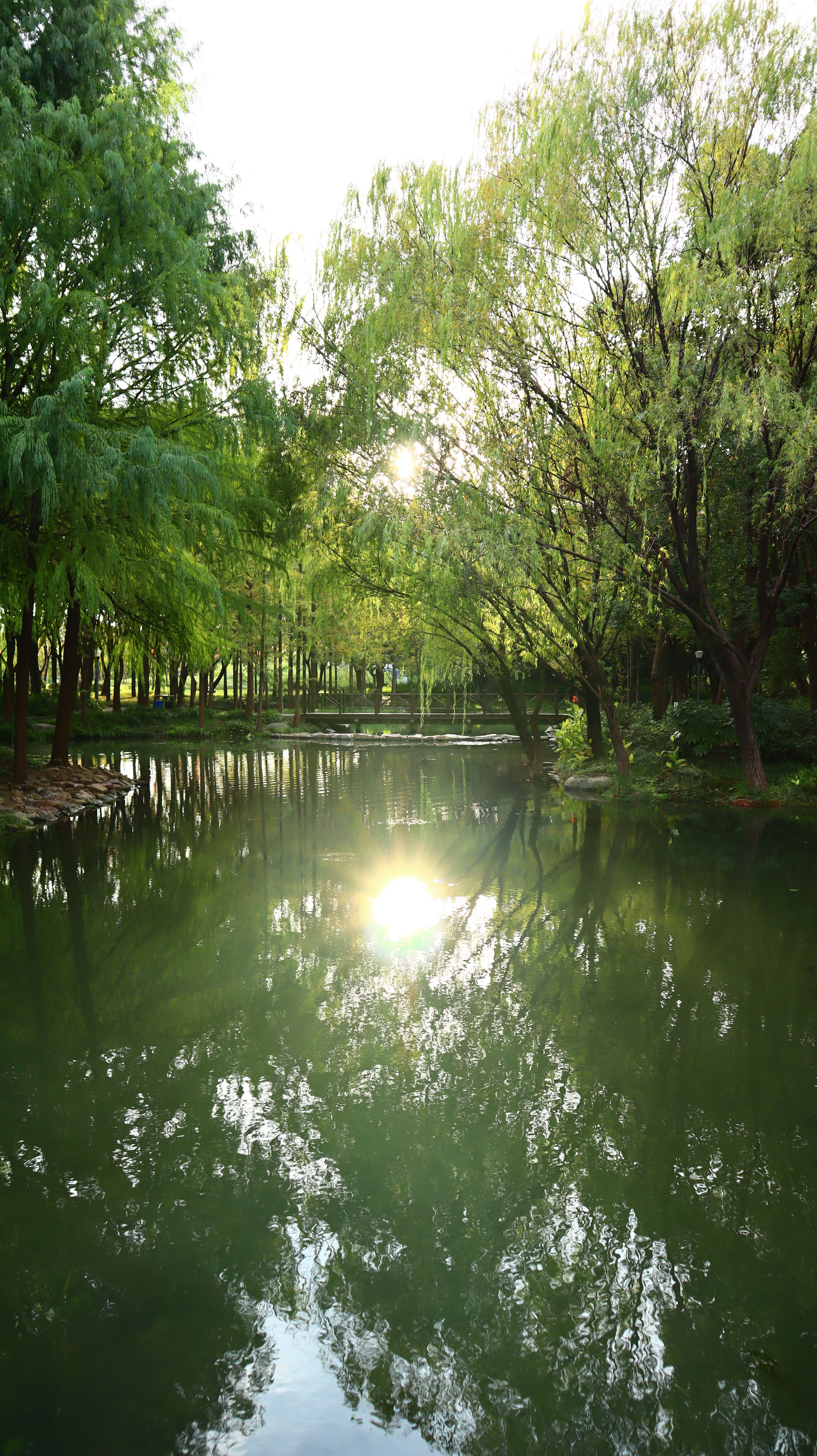 Sunset light reflecting on a peaceful lake surrounded by lush green trees.