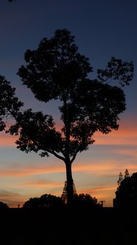 A solitary tree silhouette against a colorful dusk sky creates a serene evening landscape.