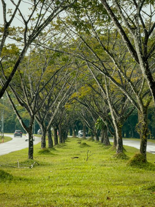 Free Beautiful tree-lined road in Kuching, Malaysia, capturing natural symmetry and serene vibes. Stock Photo