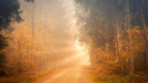 Free Green and Brown Trees Near Road Stock Photo