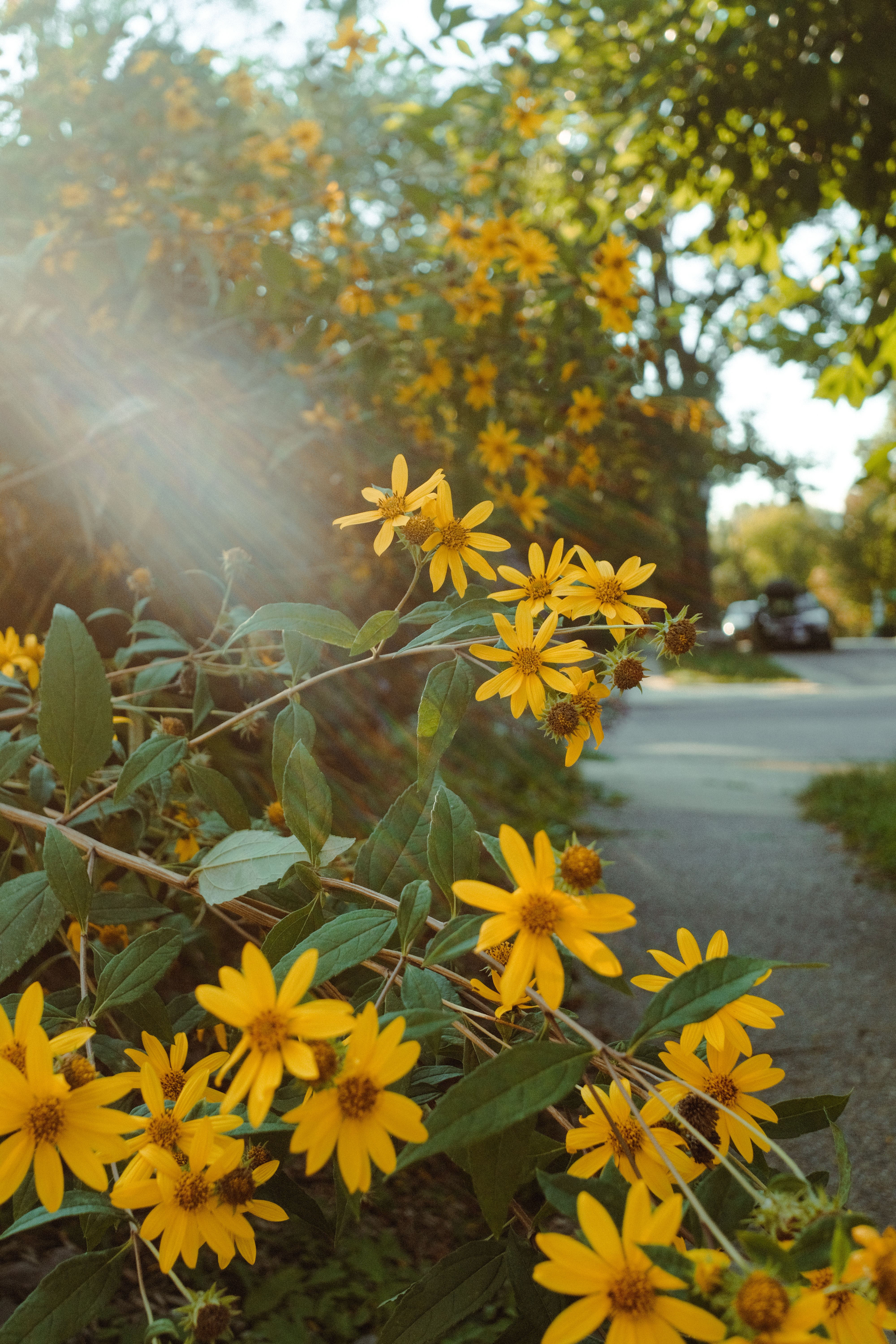 late summer flowers in baltimore city