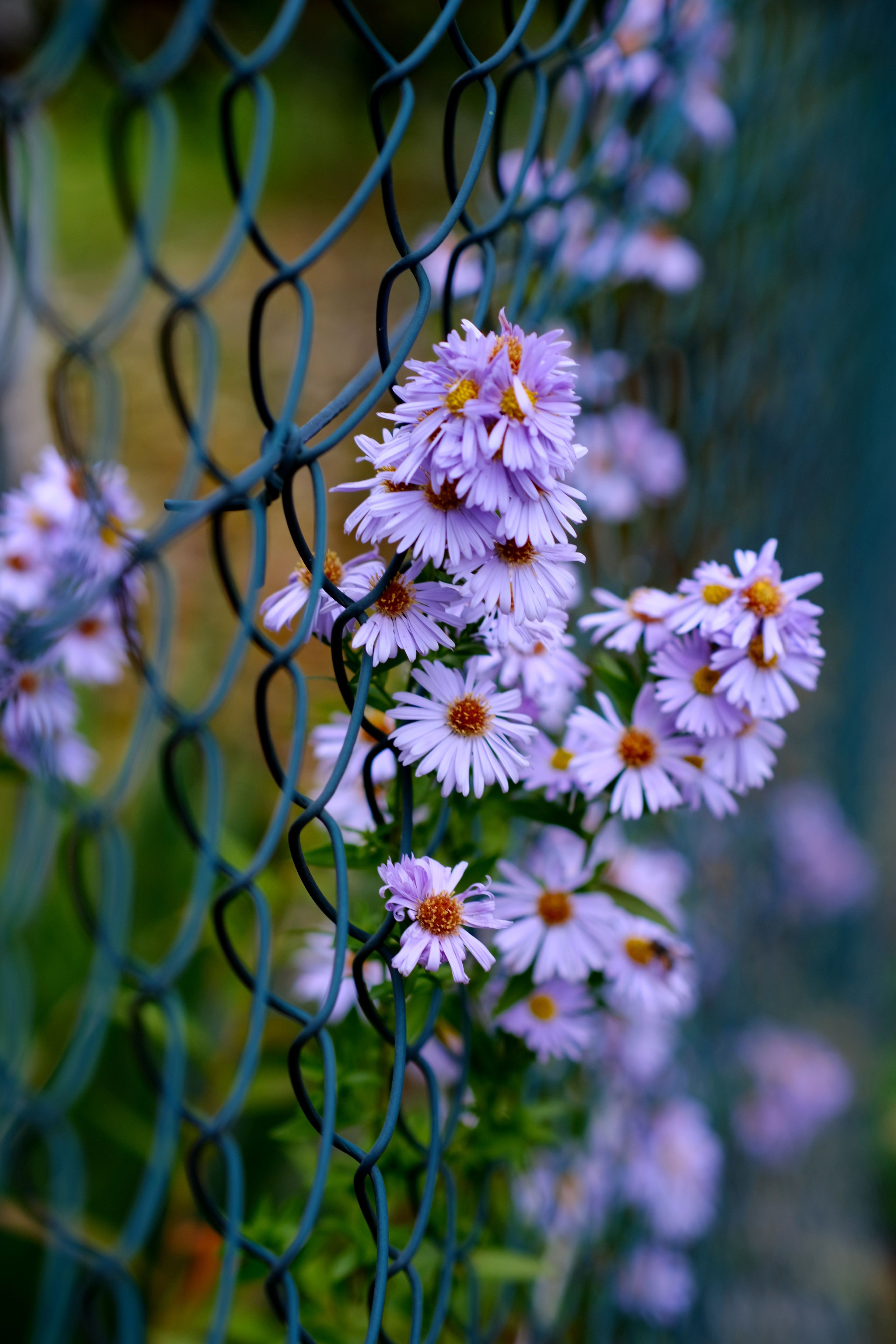[ColoSach]-vibrant-purple-asters-bloom-against-a-wire-fence-in-a-polish-garden-during-springtime.