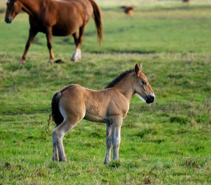 Genetic Rescue Project Clones Critically Endangered Przewalski's Horse