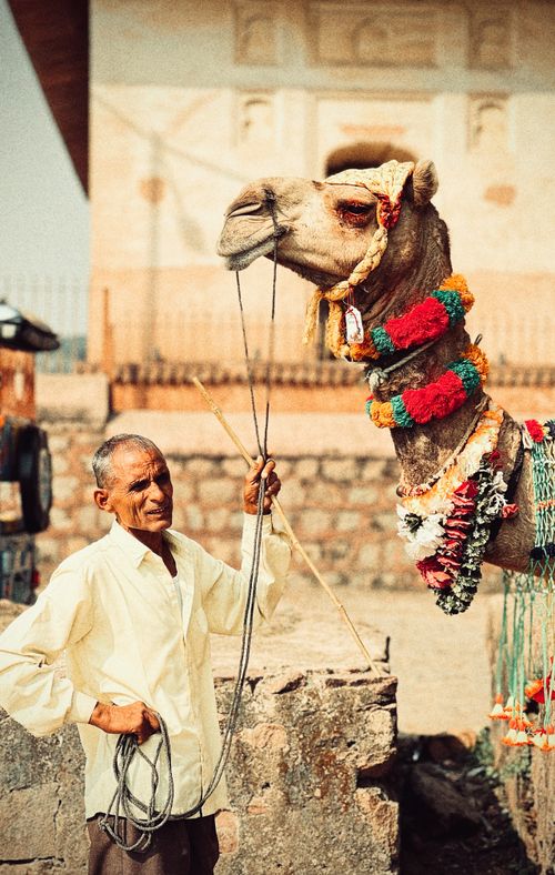 Free Elderly man with a colorfully adorned camel in Jhansi, Uttar Pradesh, India. Stock Photo
