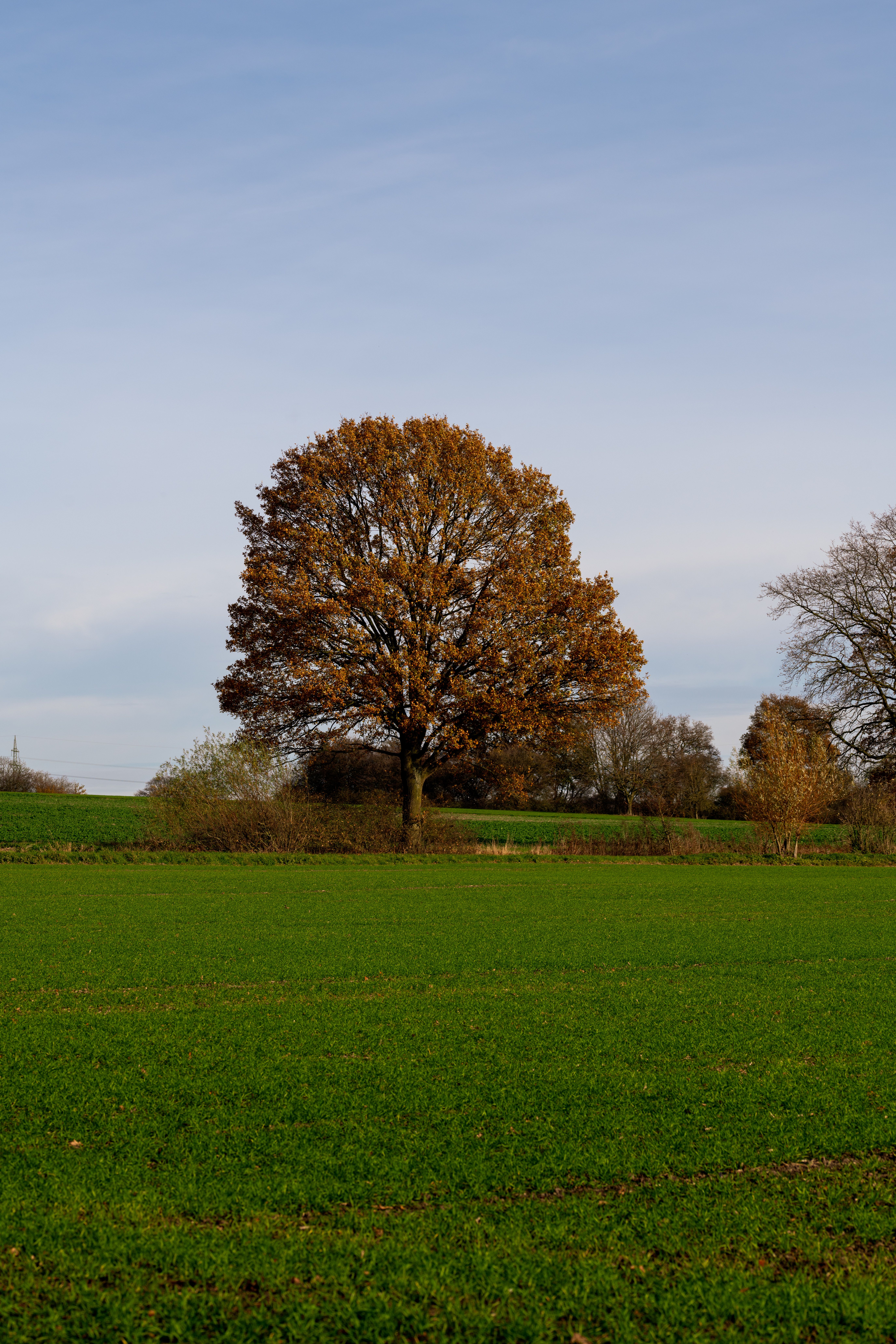 Solitary Oak Tree in a Green Field · Free Stock Photo